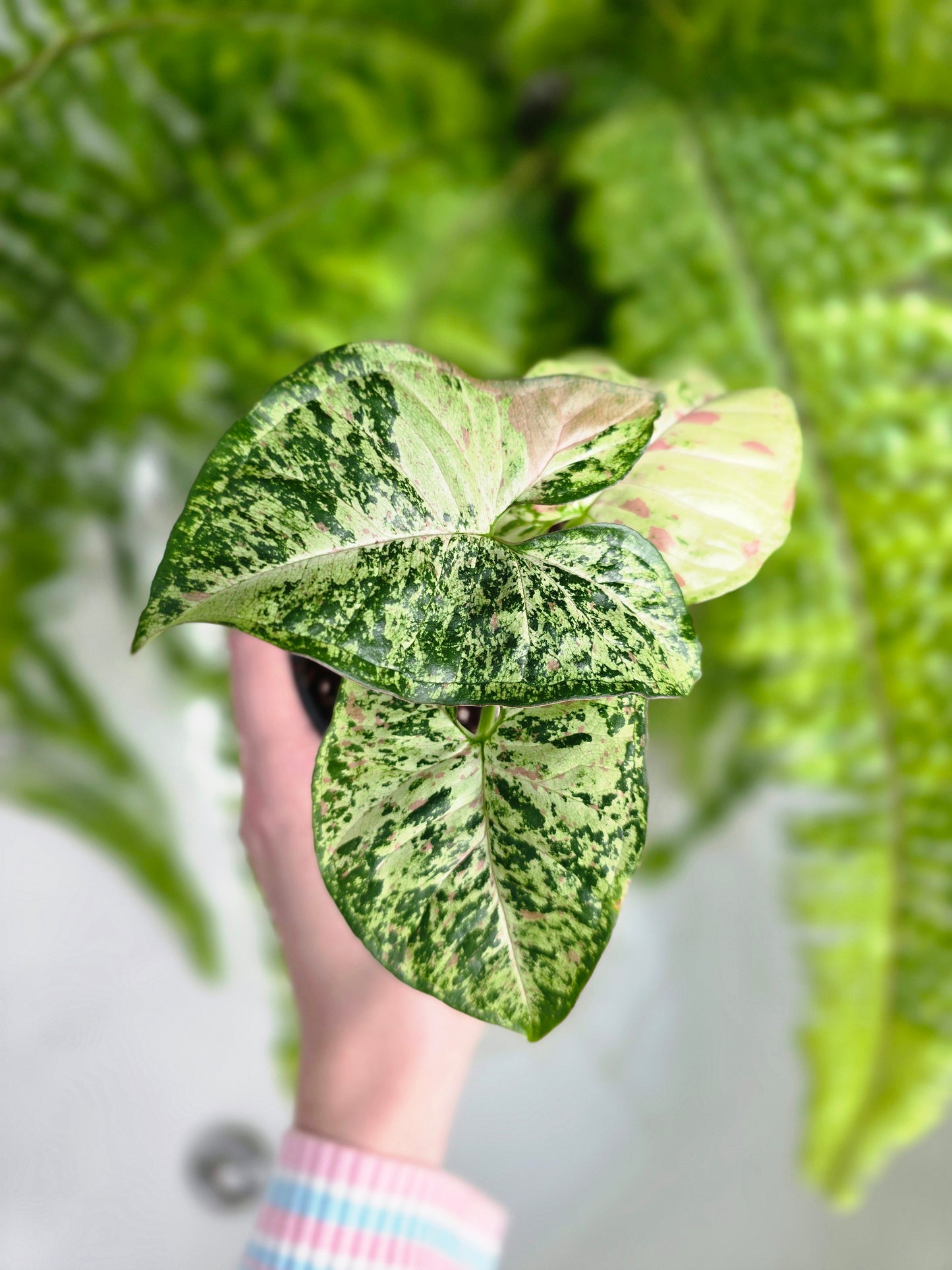 Syngonium Podophyllum 'Confetti Tricolour' - 100mm