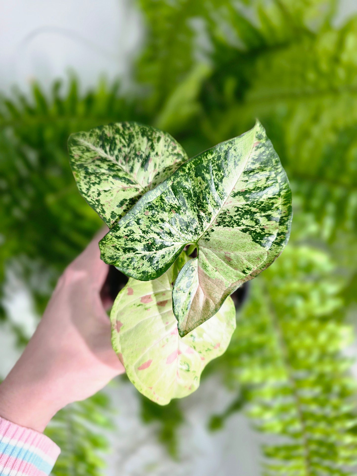 Syngonium Podophyllum 'Confetti Tricolour' - 100mm