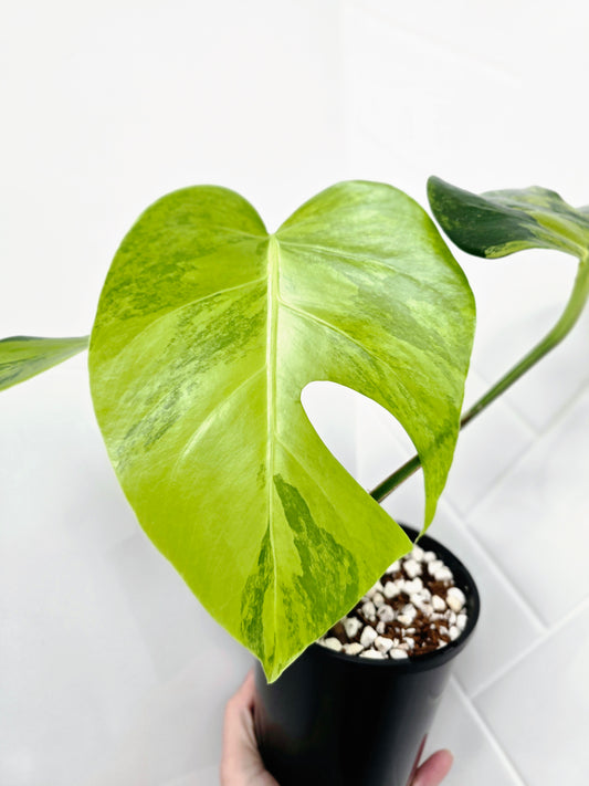 Monstera Deliciosa Borsigiana 'Aurea' - 125mm