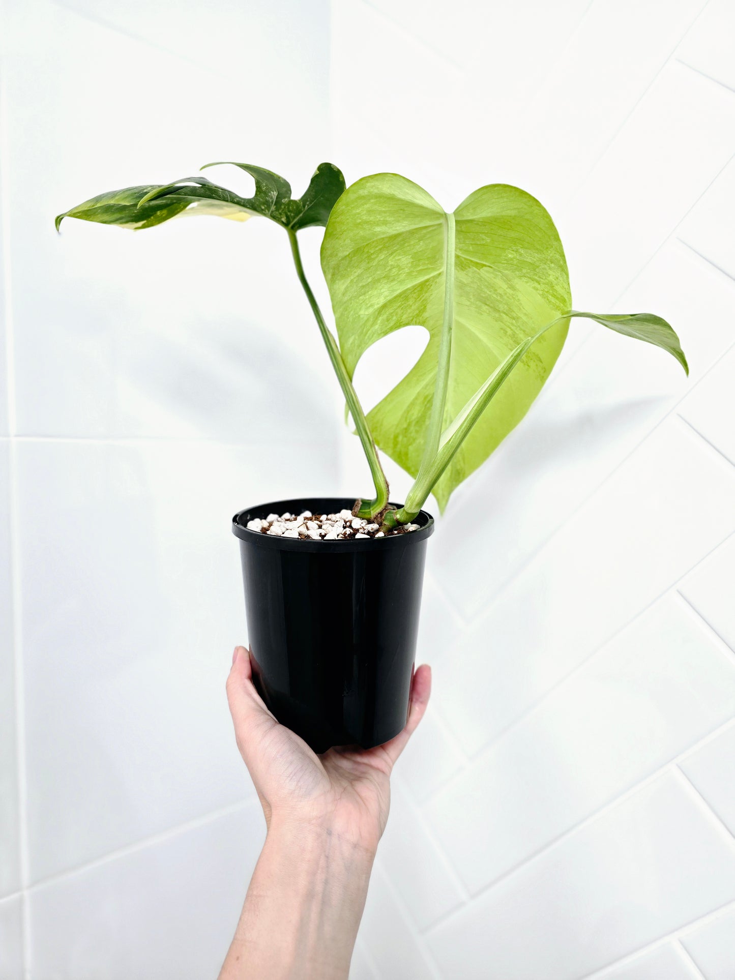 Monstera Deliciosa Borsigiana 'Aurea' - 125mm