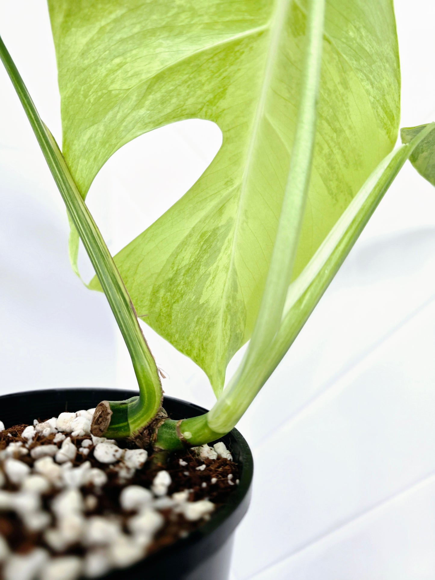 Monstera Deliciosa Borsigiana 'Aurea' - 125mm