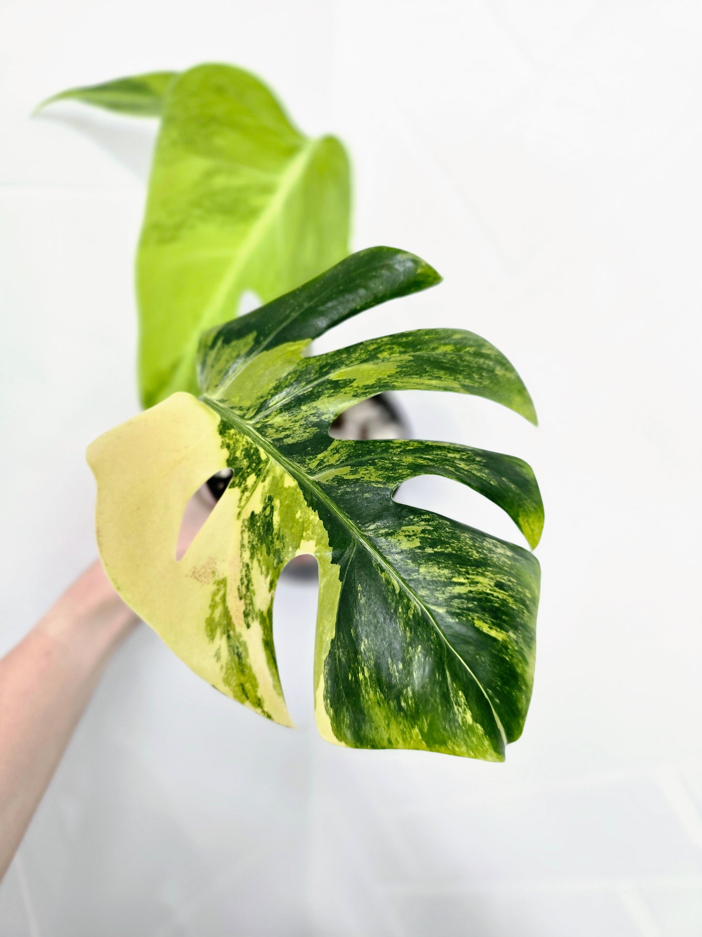 Monstera Deliciosa Borsigiana 'Aurea' - 125mm