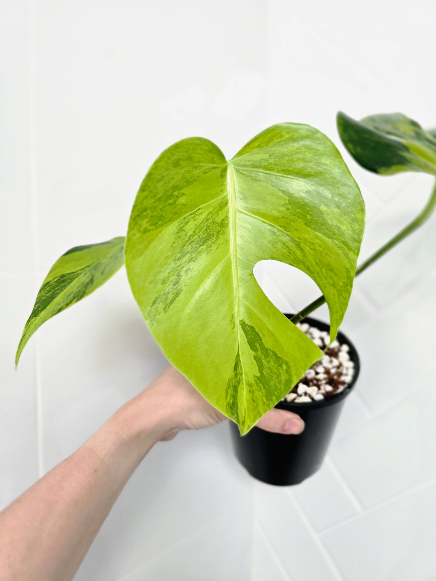 Monstera Deliciosa Borsigiana 'Aurea' - 125mm