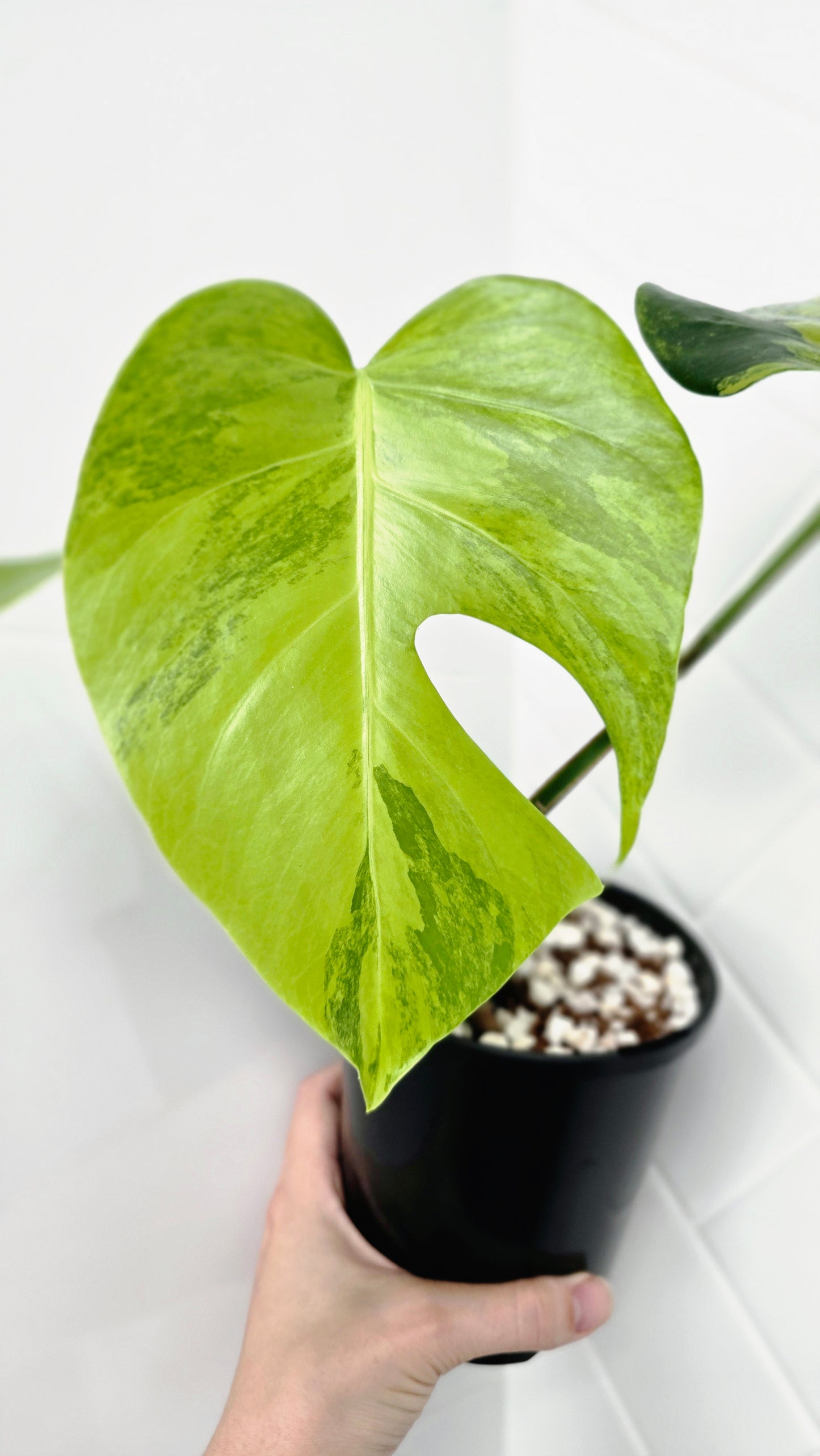 Monstera Deliciosa Borsigiana 'Aurea' - 125mm