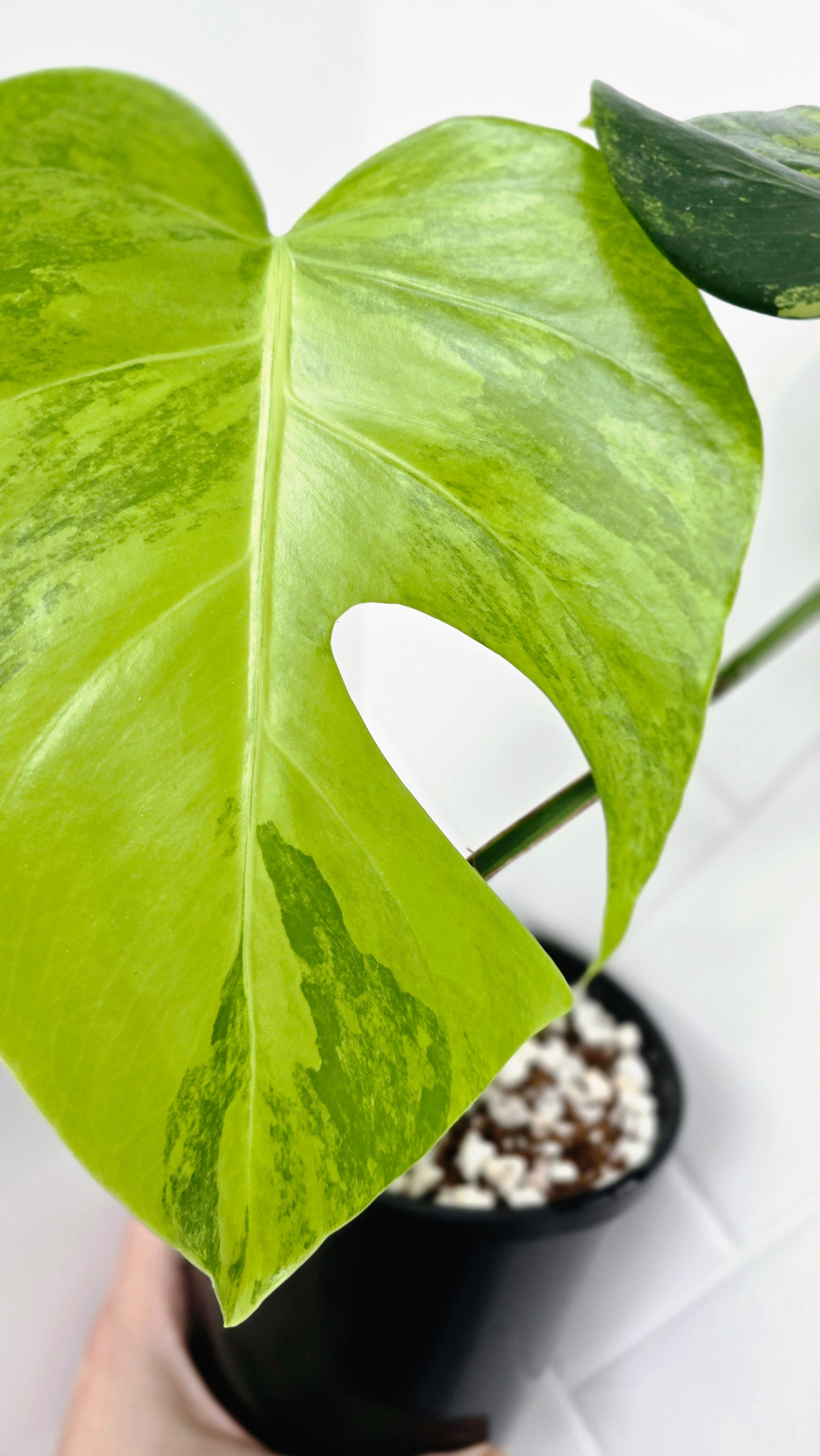 Monstera Deliciosa Borsigiana 'Aurea' - 125mm