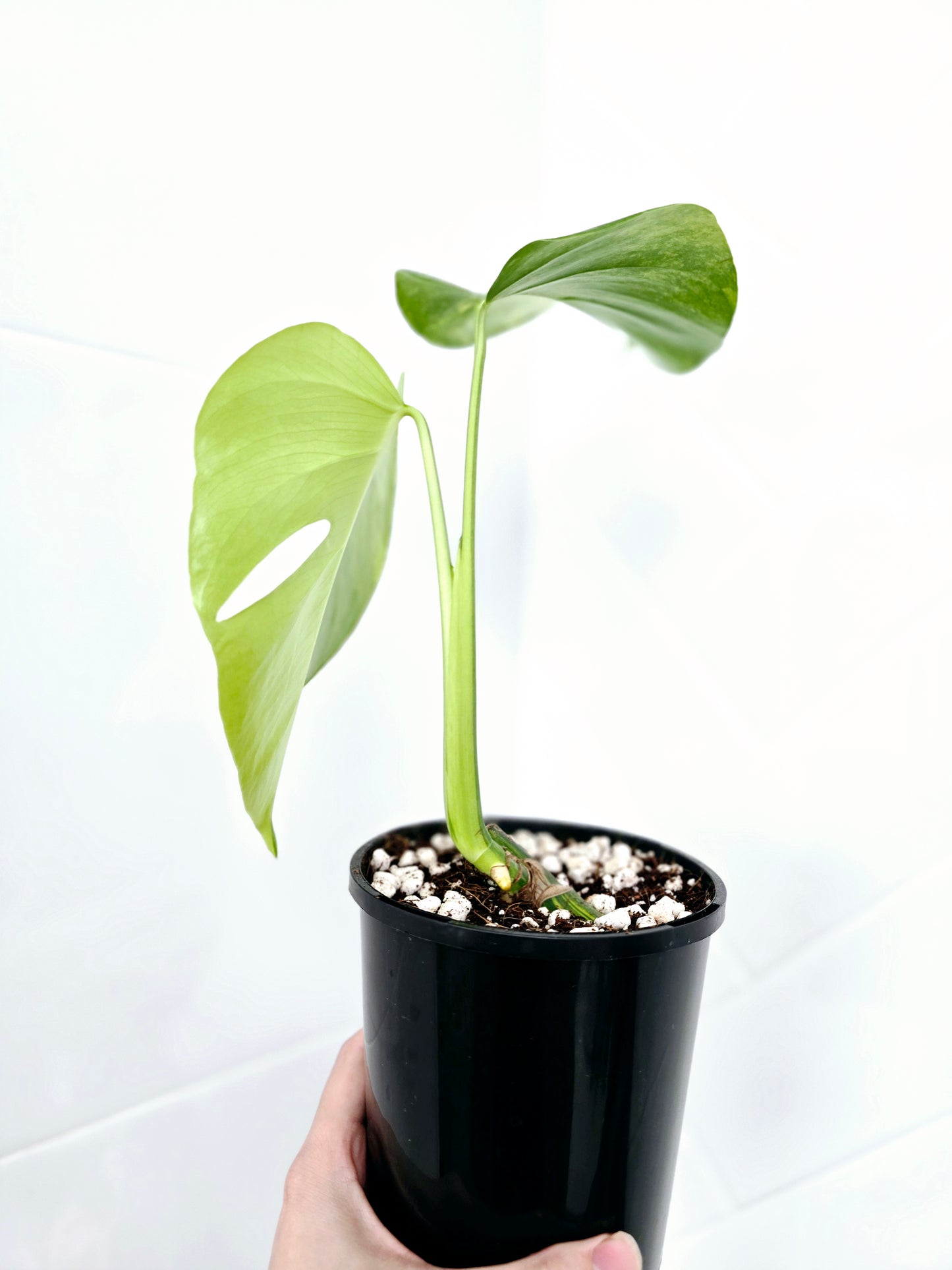 Monstera Deliciosa Borsigiana 'Aurea' - 125mm