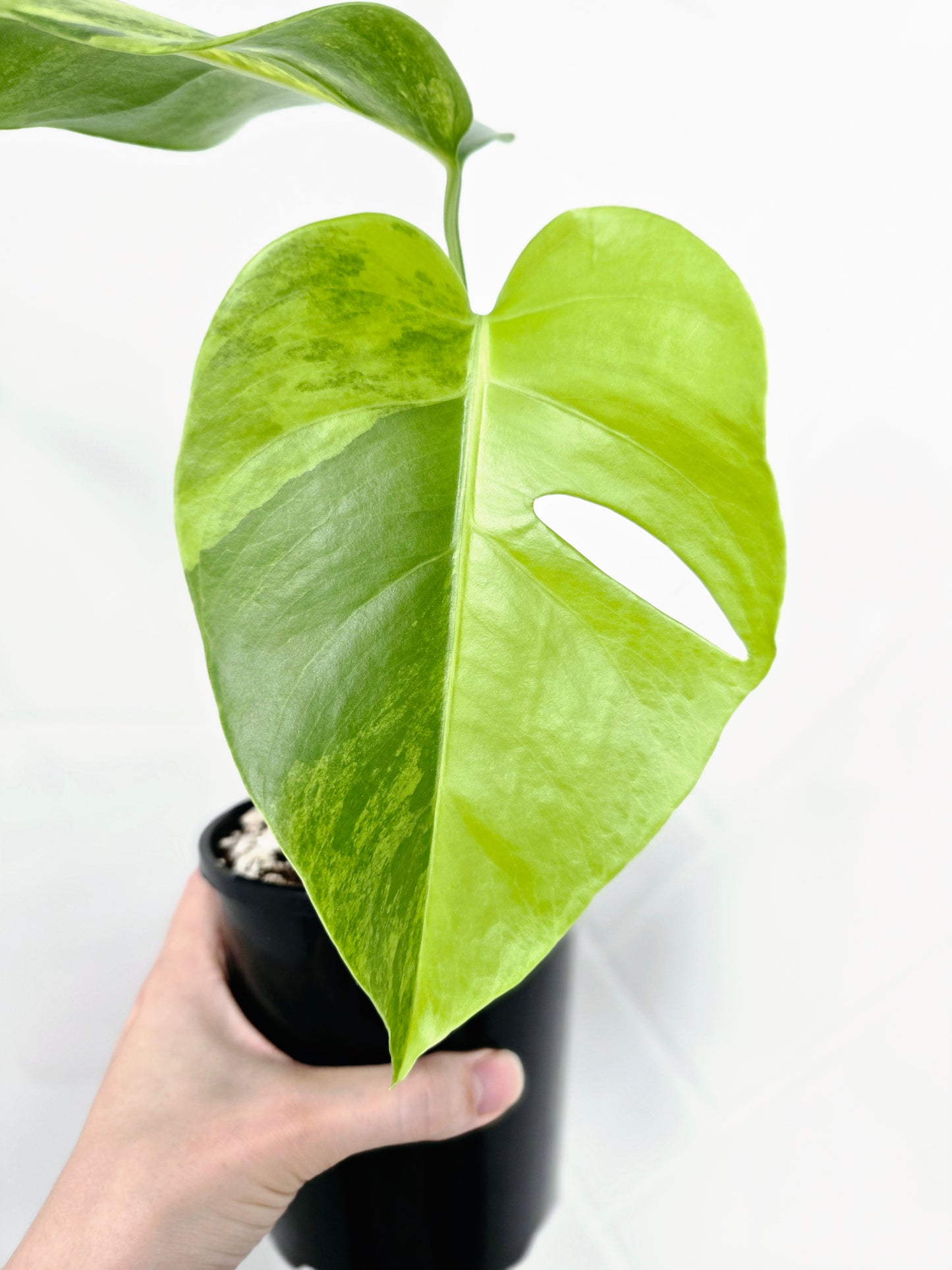 Monstera Deliciosa Borsigiana 'Aurea' - 125mm