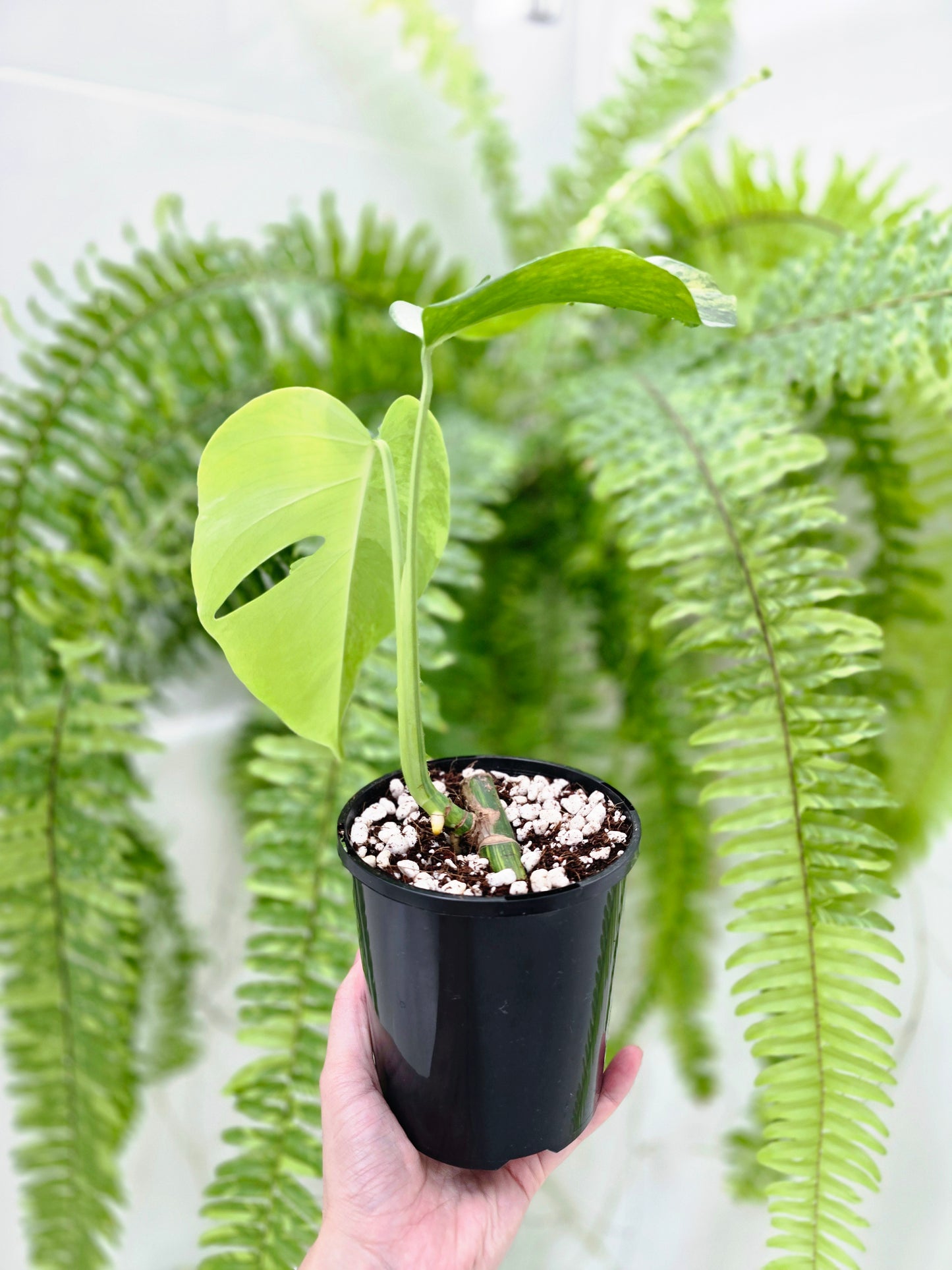 Monstera Deliciosa Borsigiana 'Aurea' - 125mm