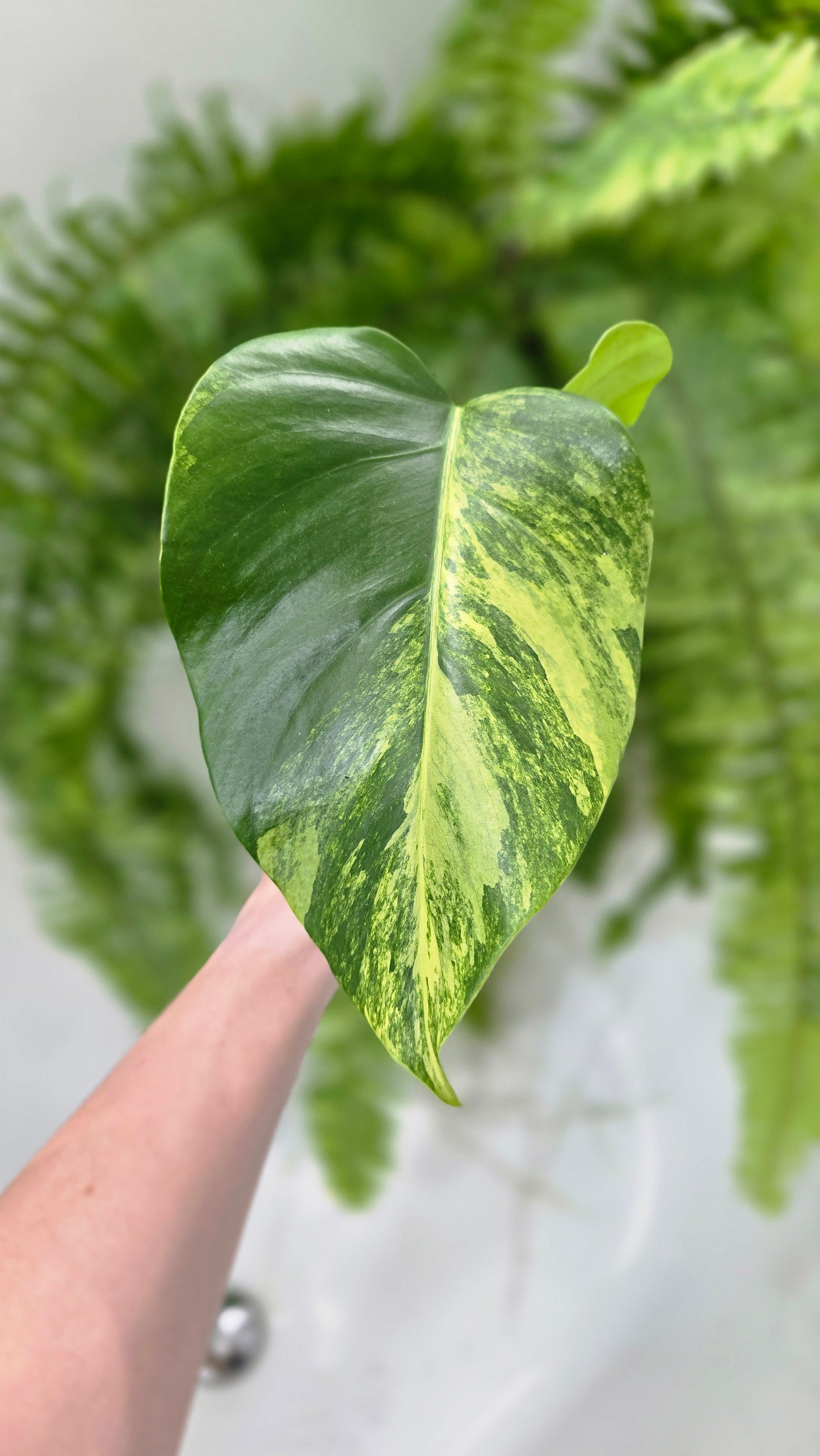 Monstera Deliciosa Borsigiana 'Aurea' - 125mm