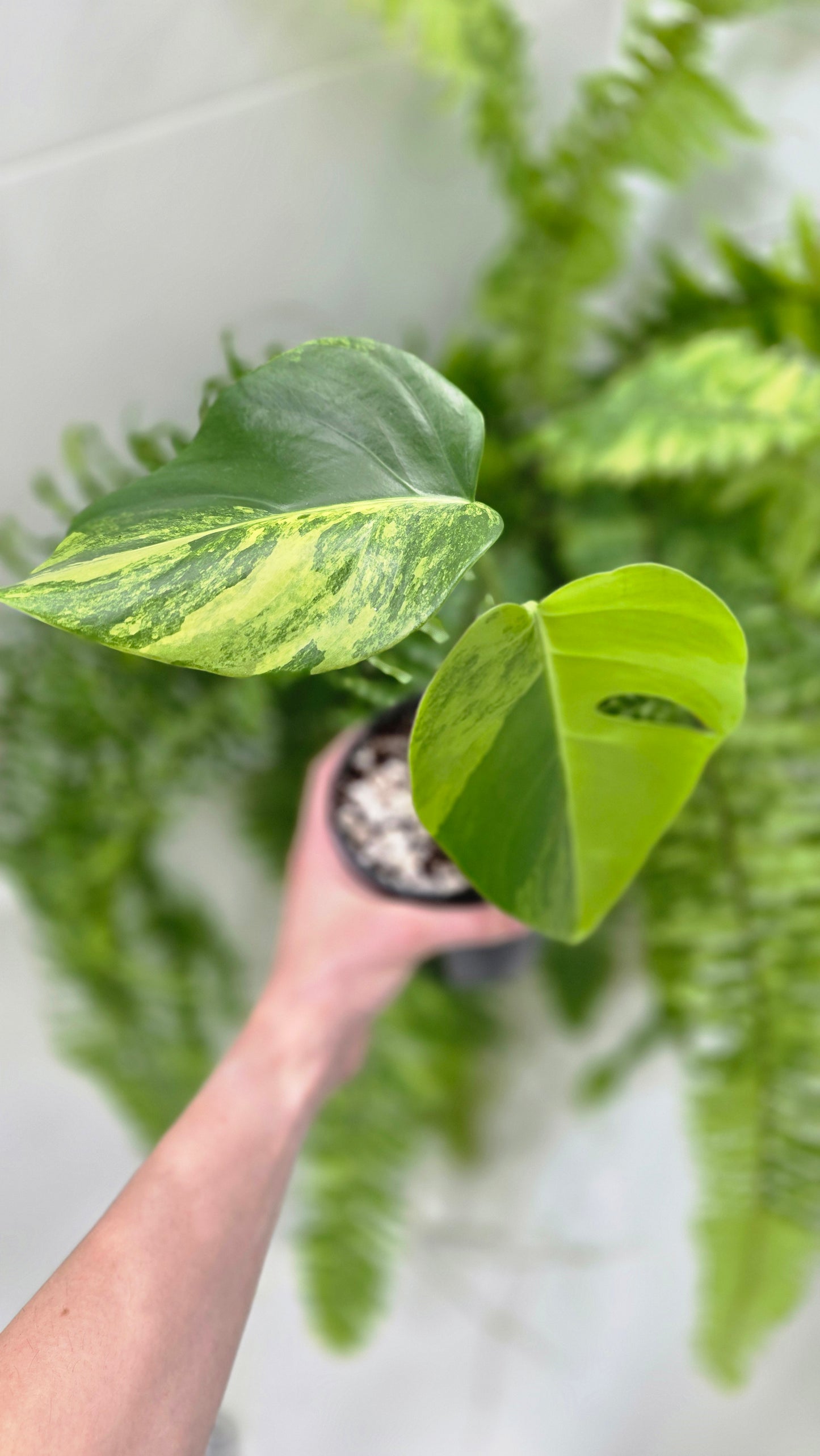 Monstera Deliciosa Borsigiana 'Aurea' - 125mm