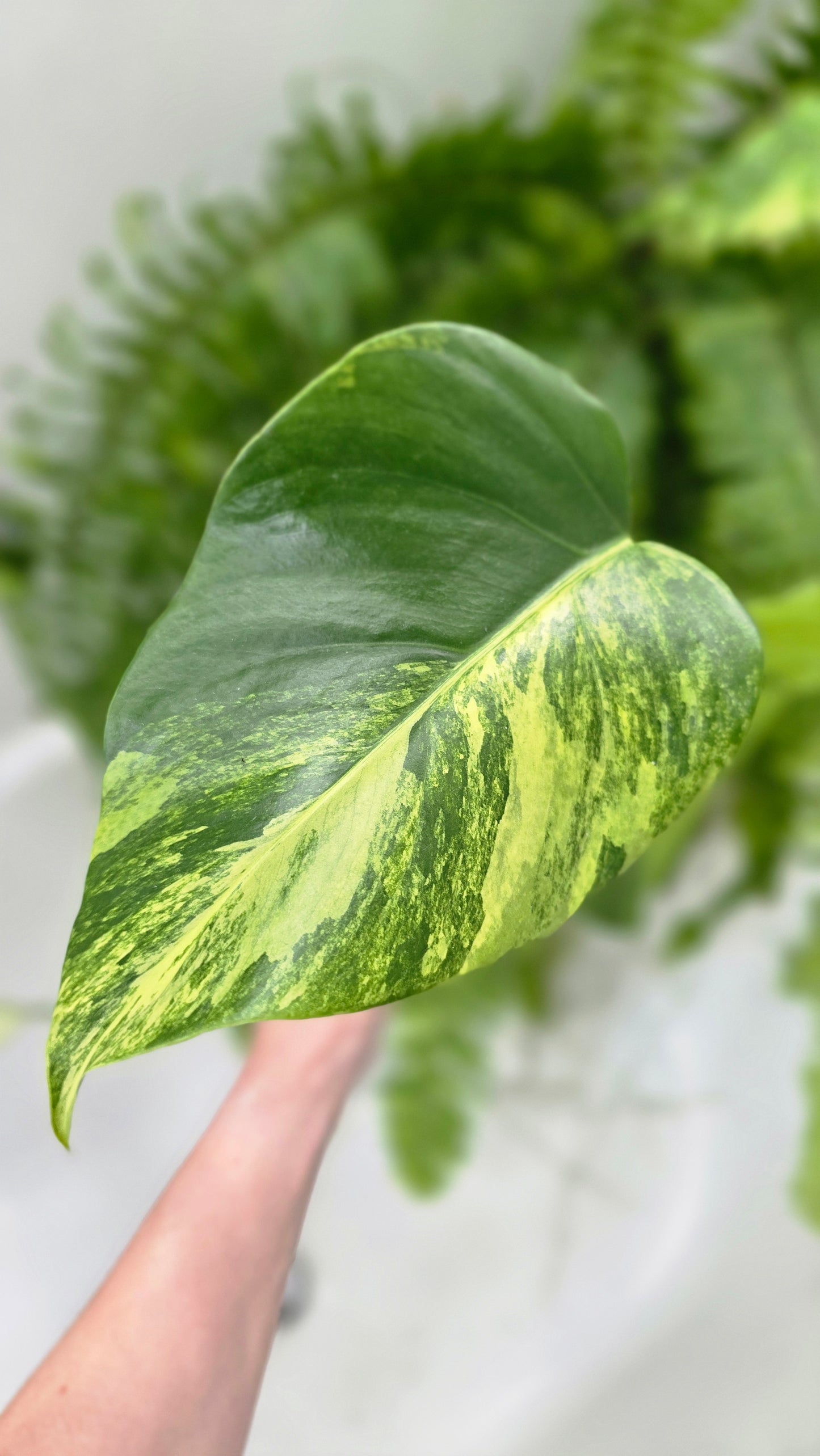 Monstera Deliciosa Borsigiana 'Aurea' - 125mm