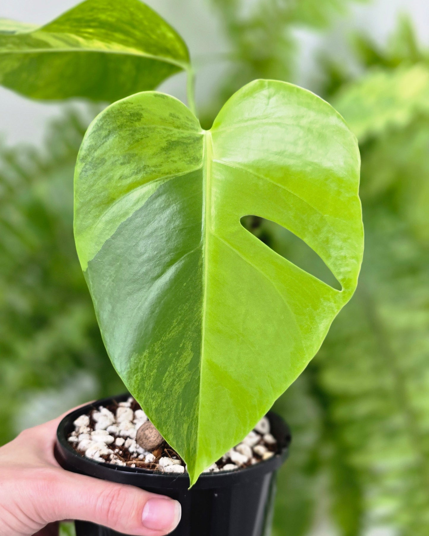 Monstera Deliciosa Borsigiana 'Aurea' - 125mm