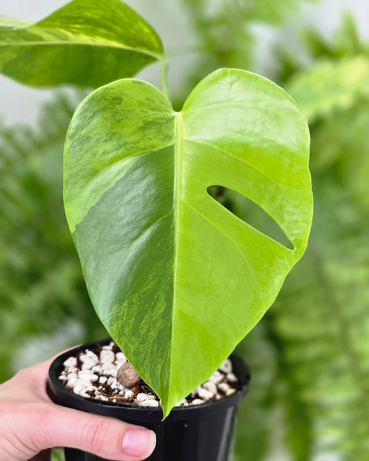 Monstera Deliciosa Borsigiana 'Aurea' - 125mm