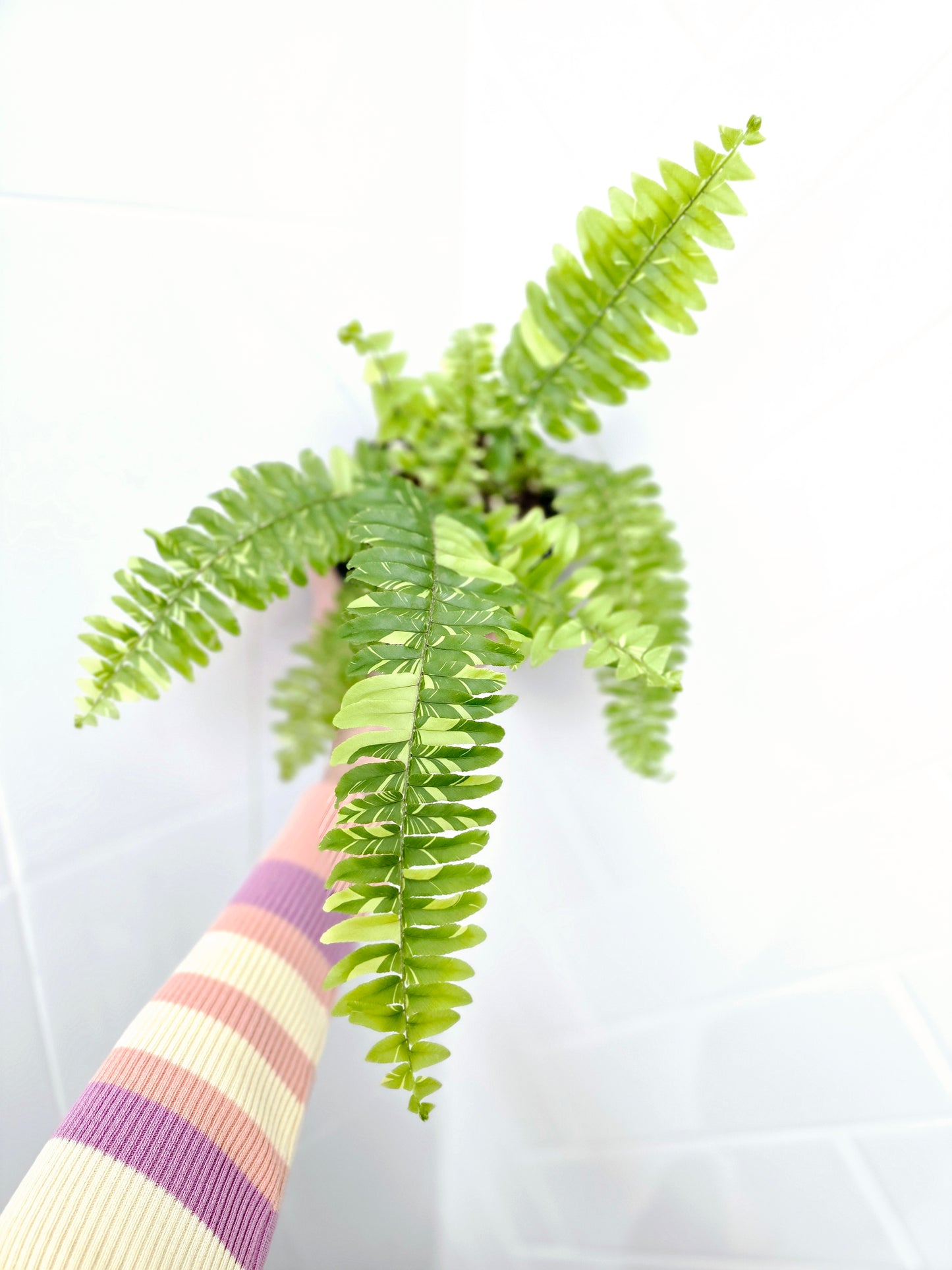 Nephrolepis Exaltata Variegata 'Tiger Fern' - 118mm