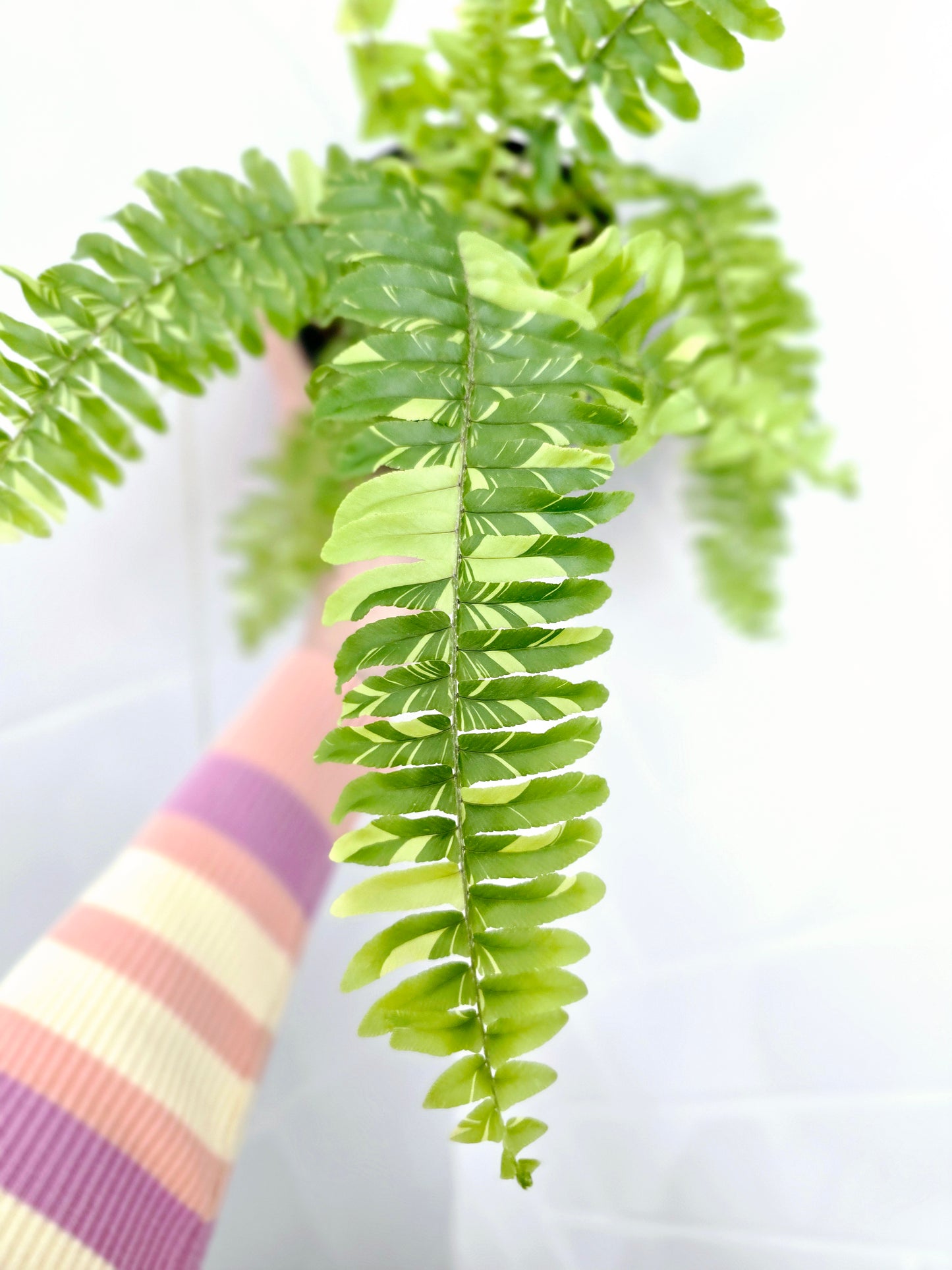 Nephrolepis Exaltata Variegata 'Tiger Fern' - 118mm