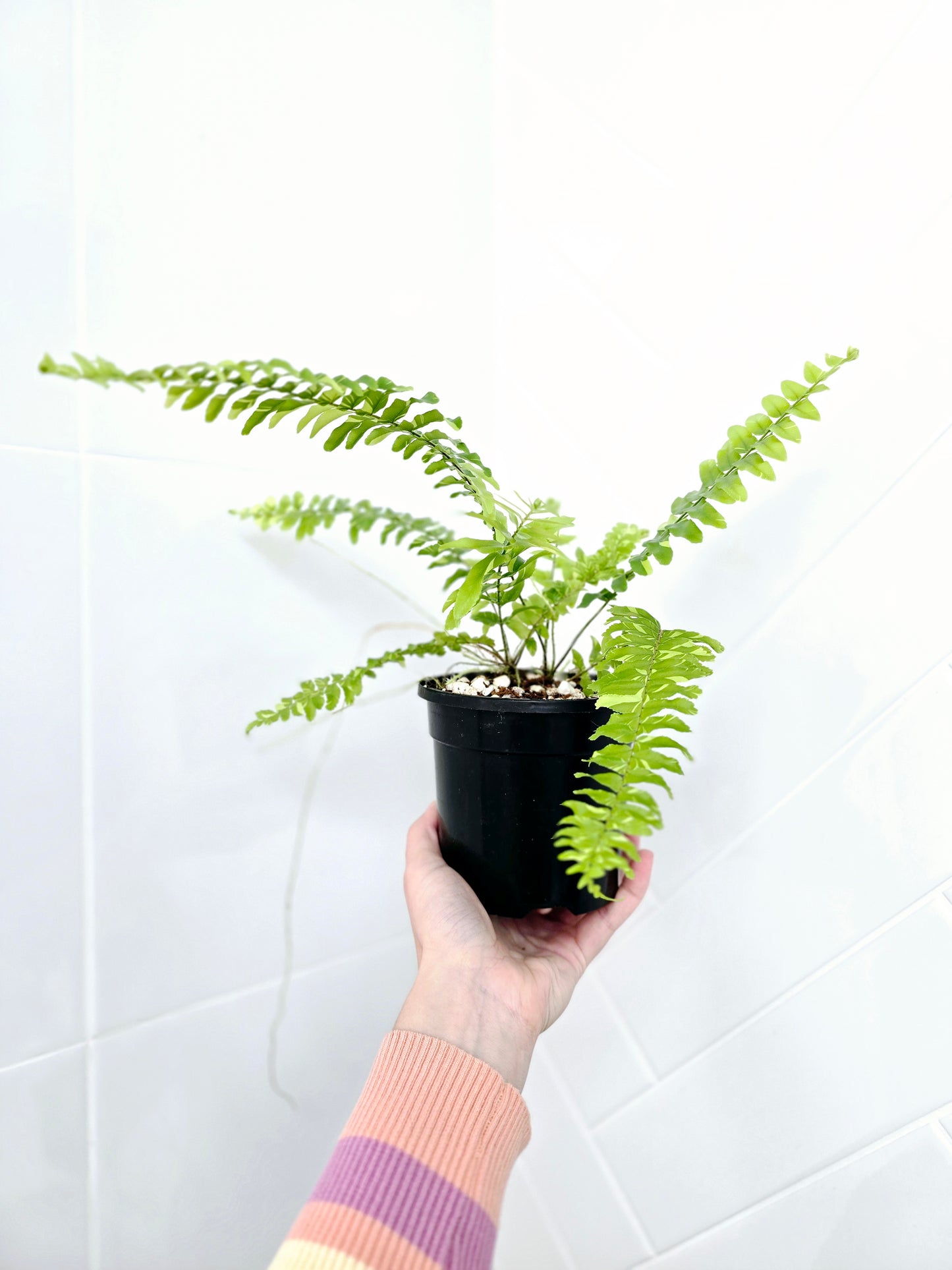 Nephrolepis Exaltata Variegata 'Tiger Fern' - 118mm