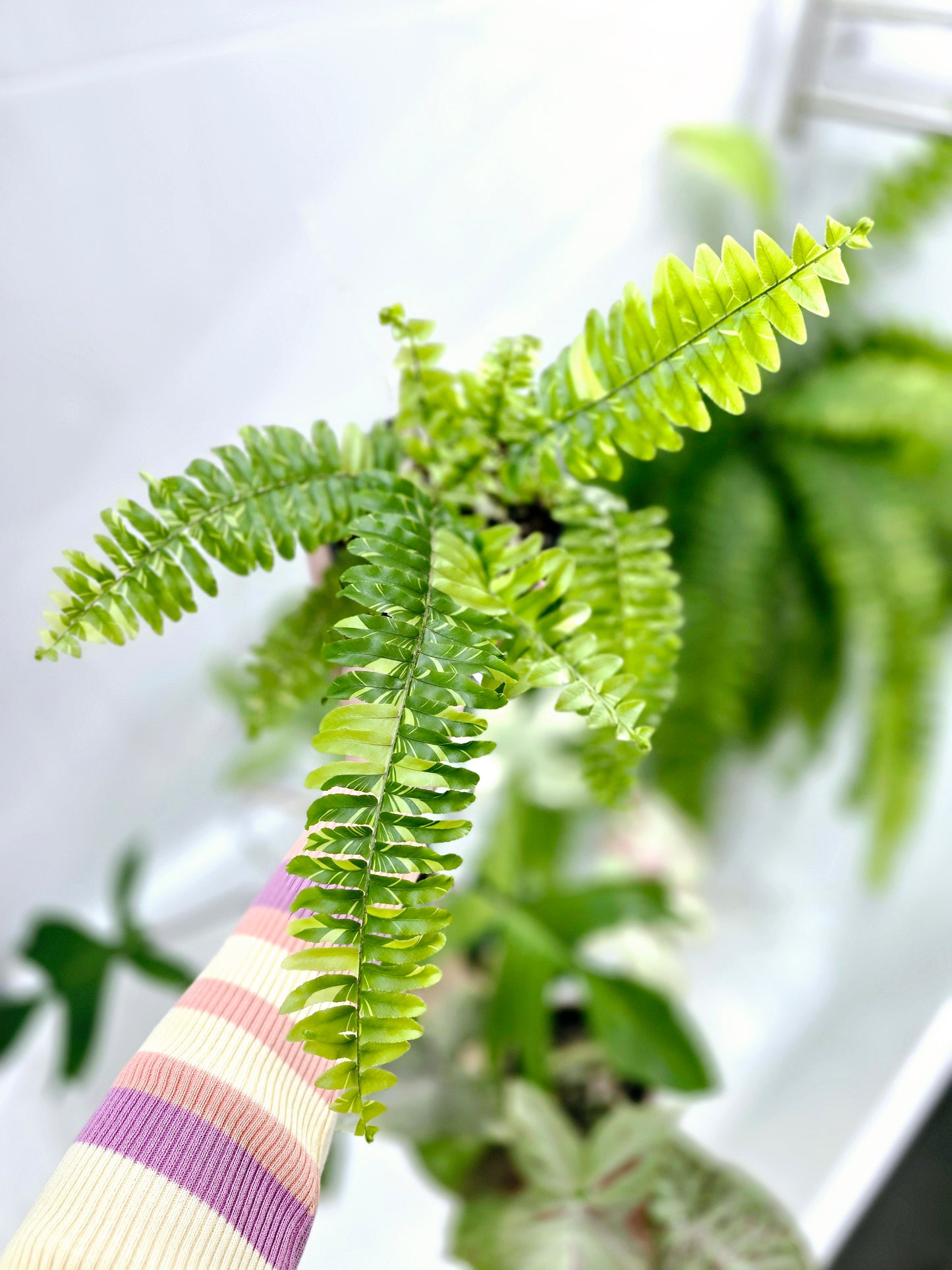 Nephrolepis Exaltata Variegata 'Tiger Fern' - 118mm