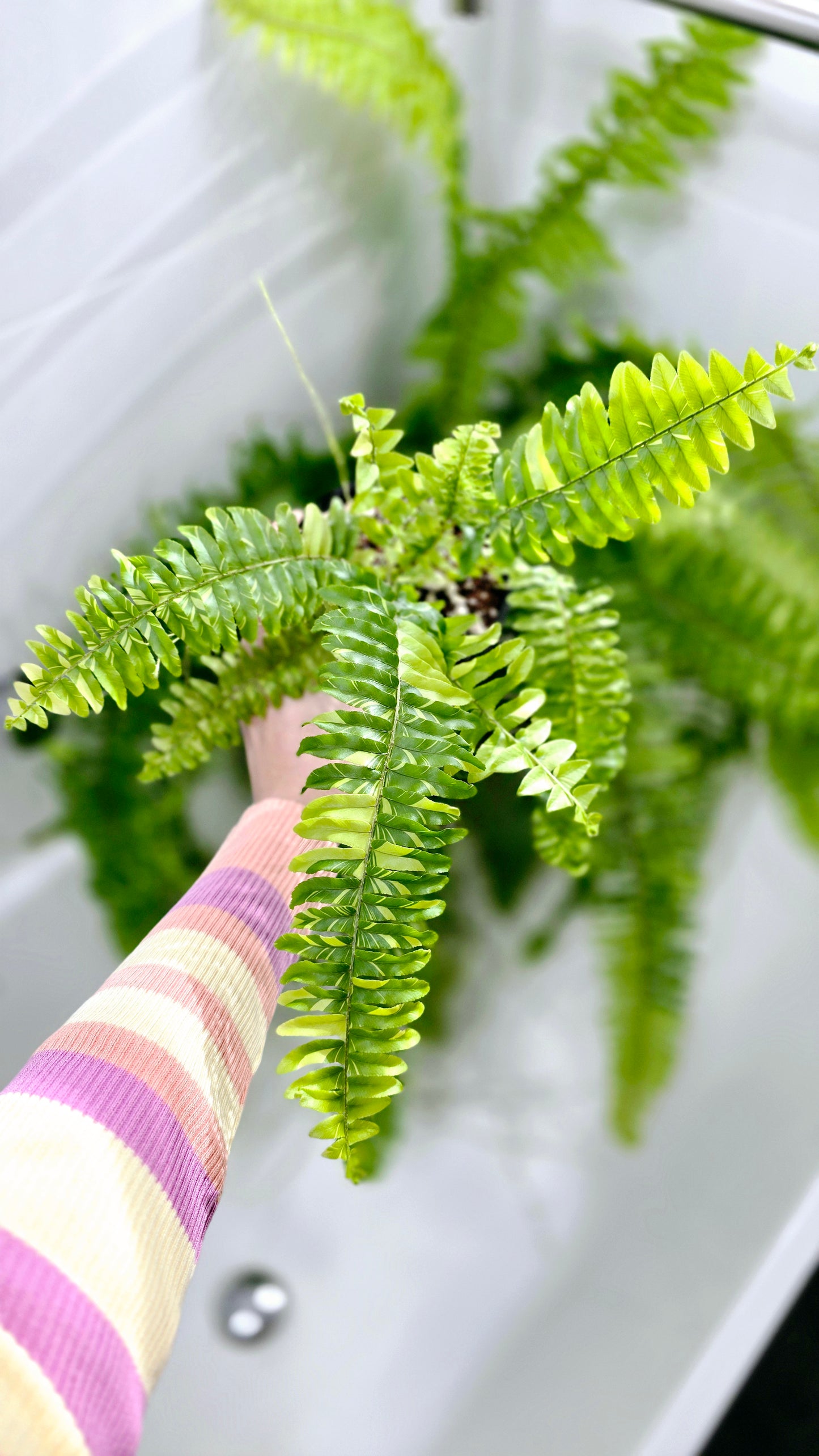 Nephrolepis Exaltata Variegata 'Tiger Fern' - 118mm