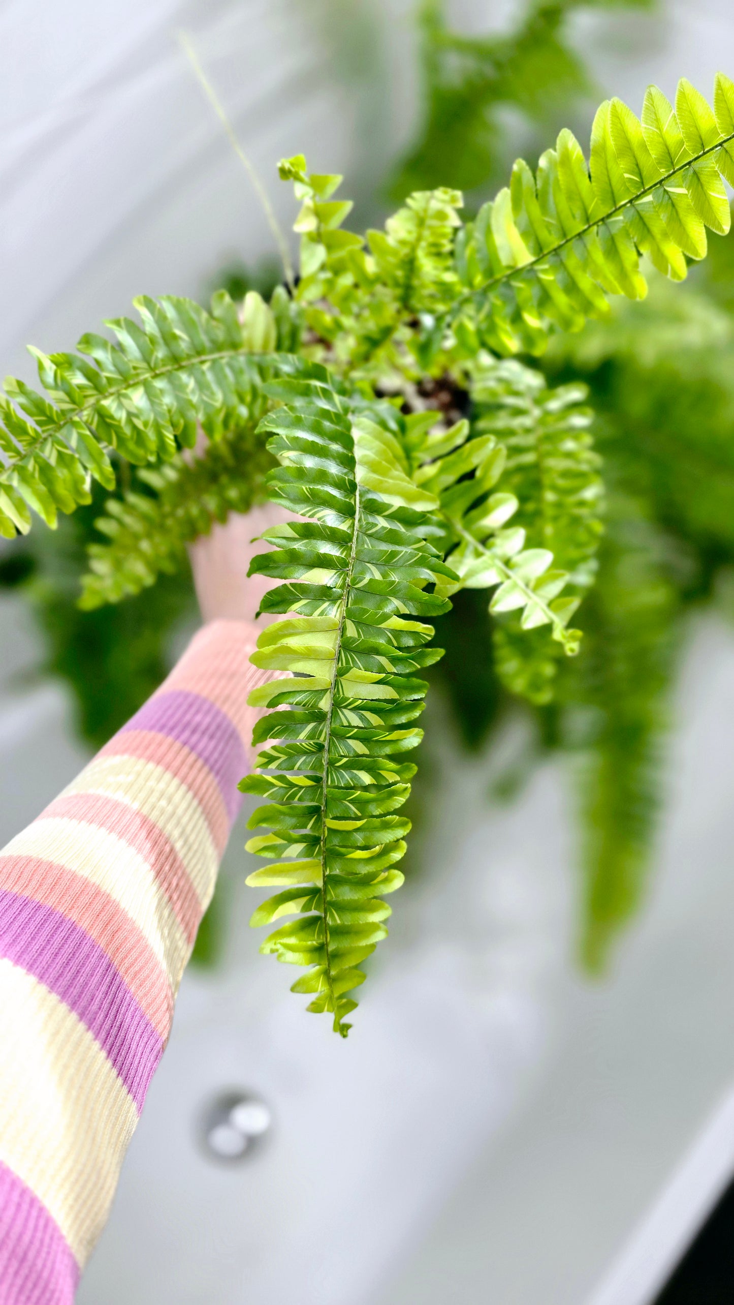 Nephrolepis Exaltata Variegata 'Tiger Fern' - 118mm