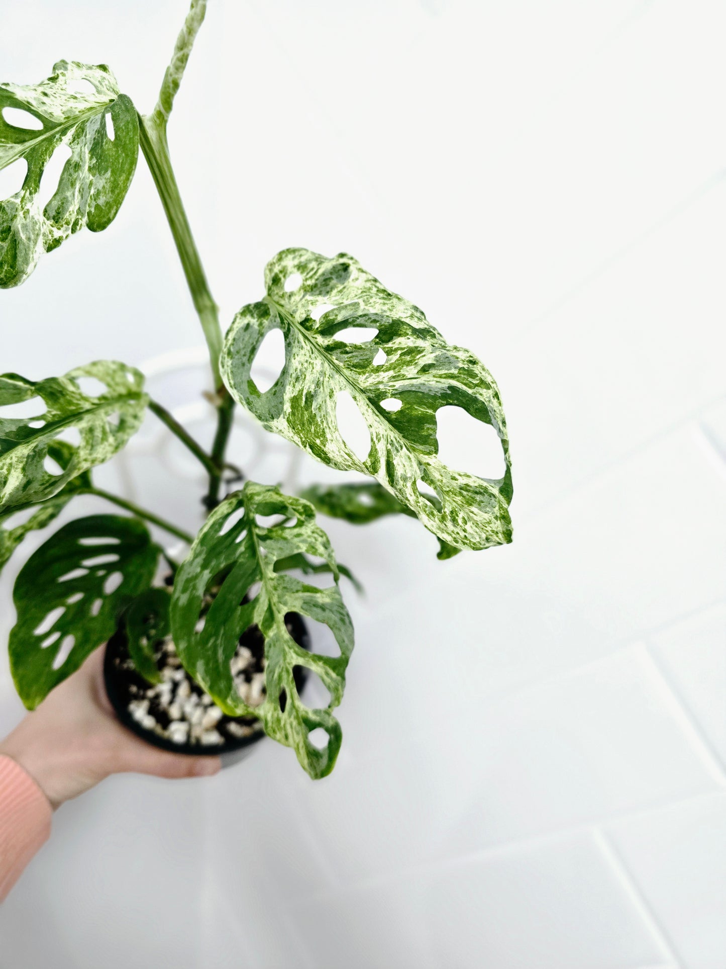 Monstera Adansonii Variegated 'Mint' Ladder - 118mm