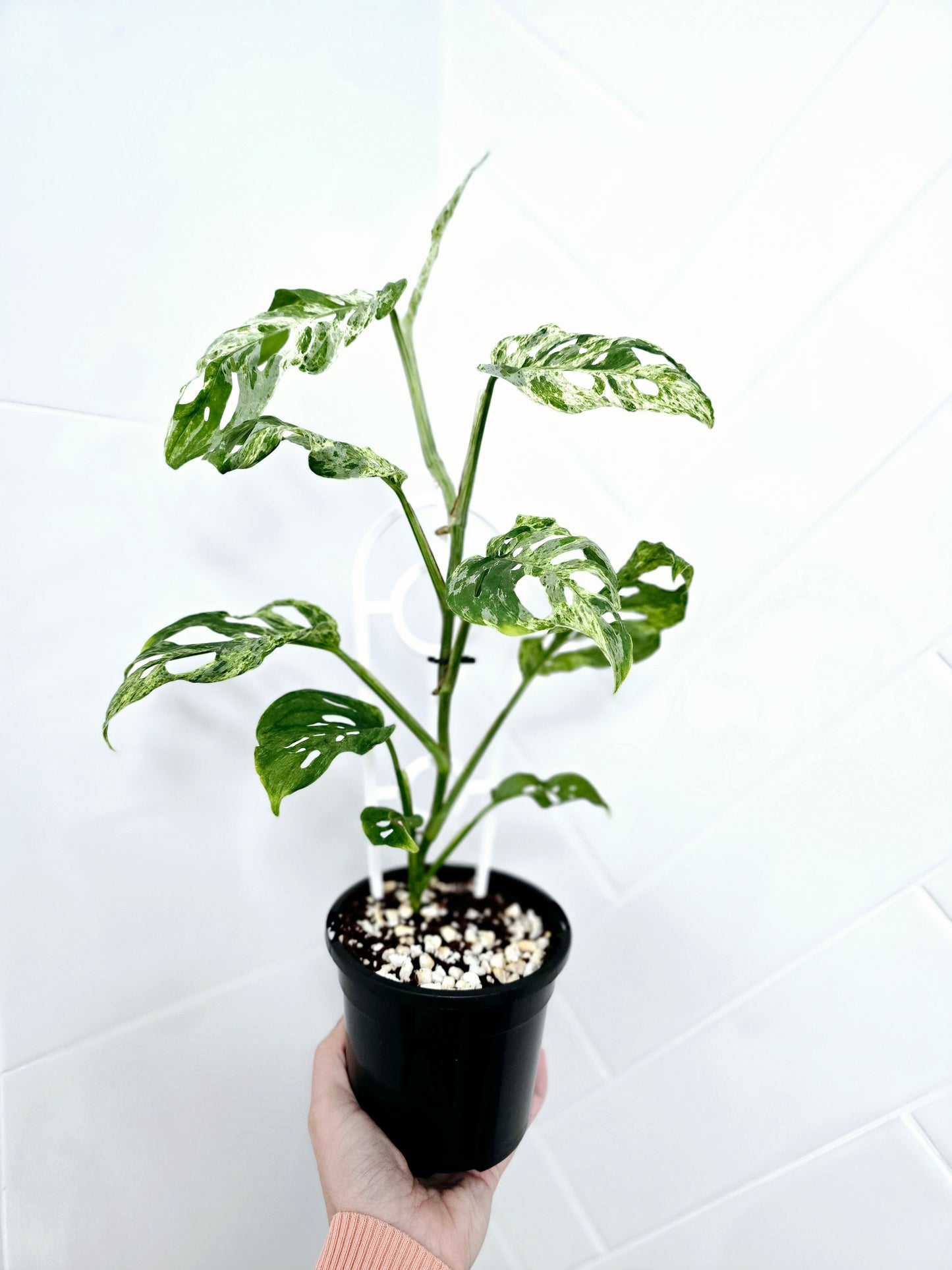 Monstera Adansonii Variegated 'Mint' Ladder - 118mm