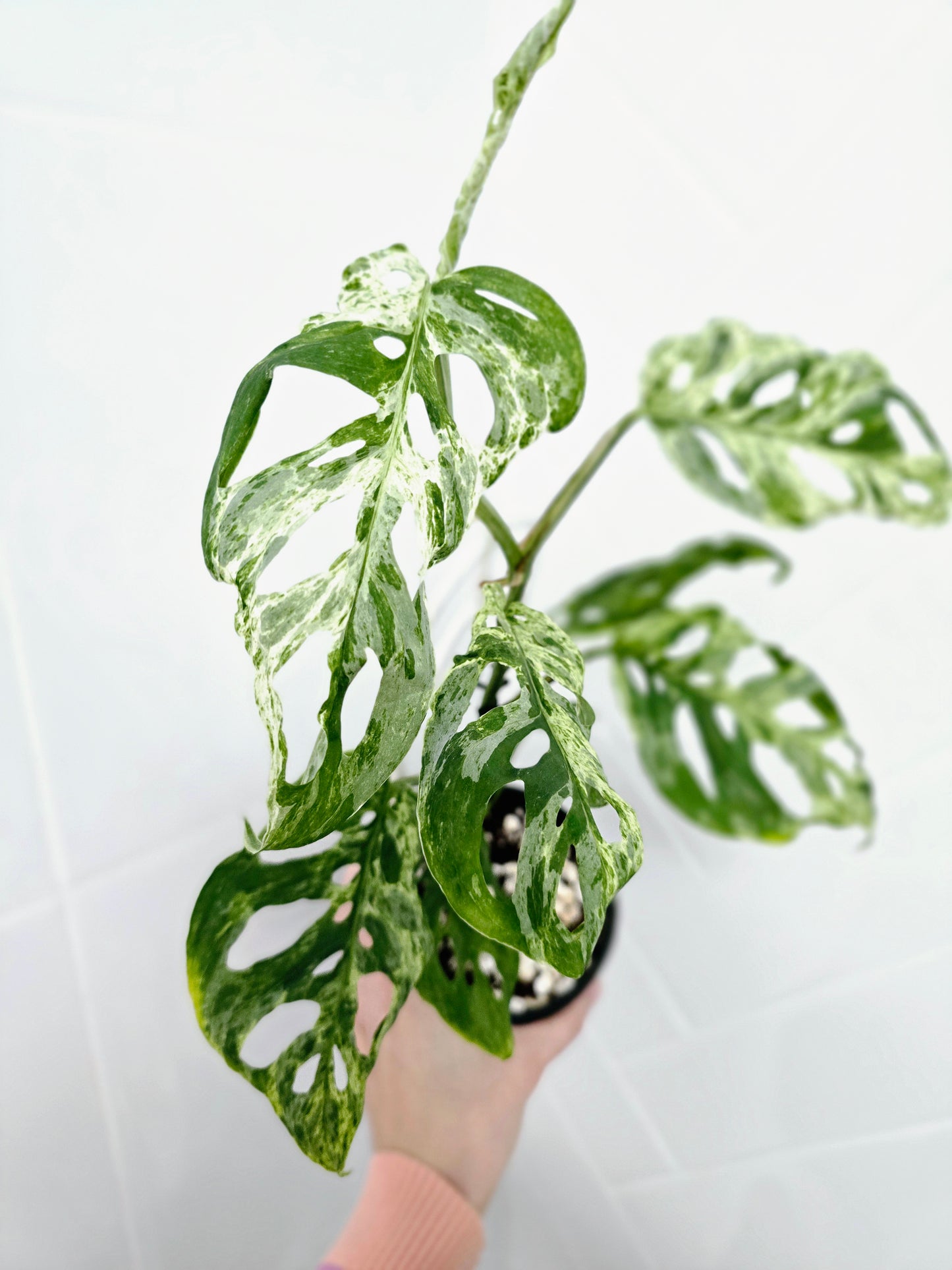 Monstera Adansonii Variegated 'Mint' Ladder - 118mm