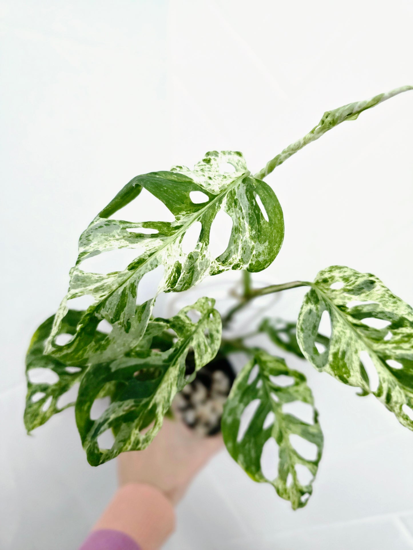 Monstera Adansonii Variegated 'Mint' Ladder - 118mm