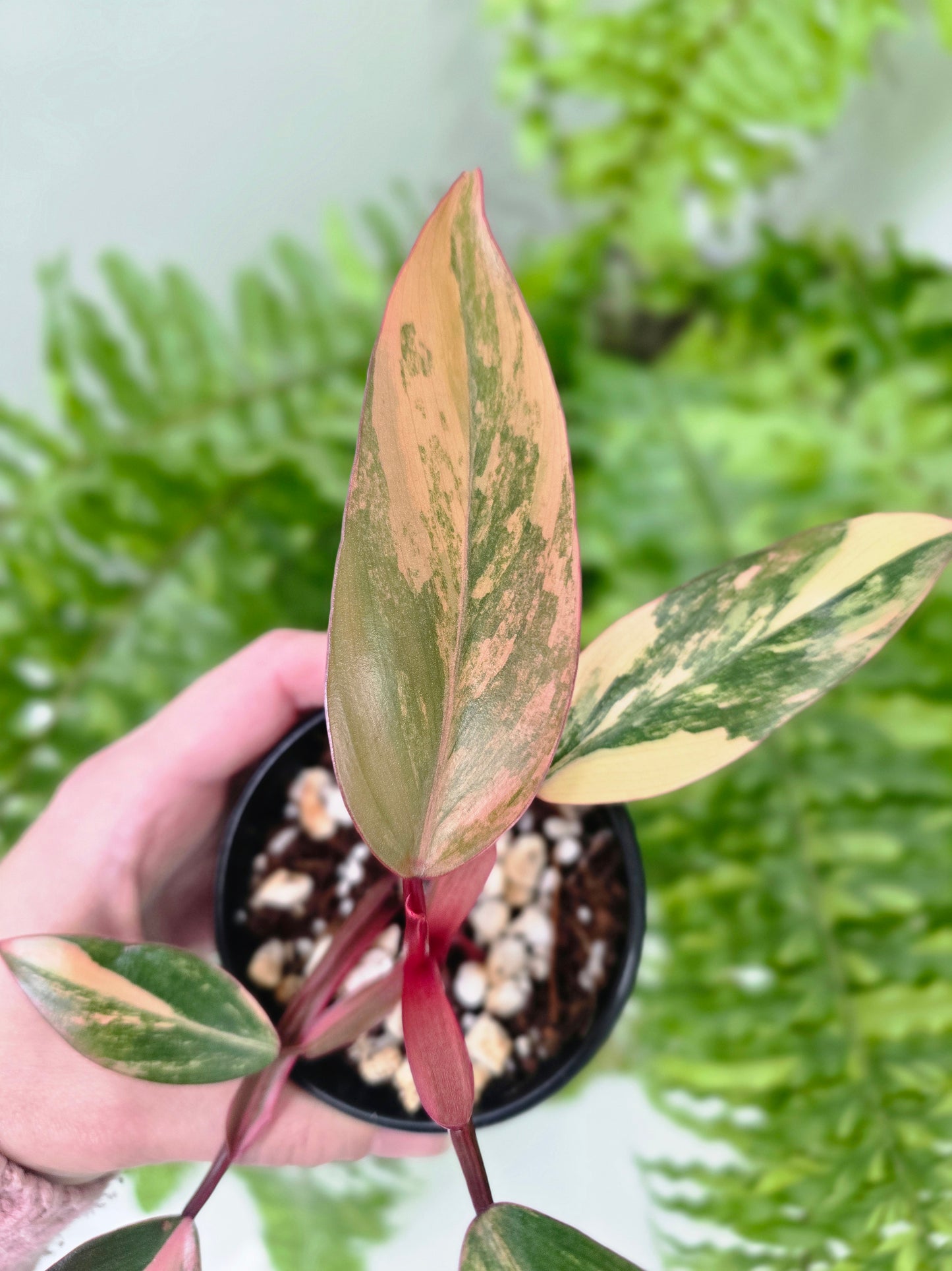 Philodendron Erubescens 'Strawberry Shake' - 80mm