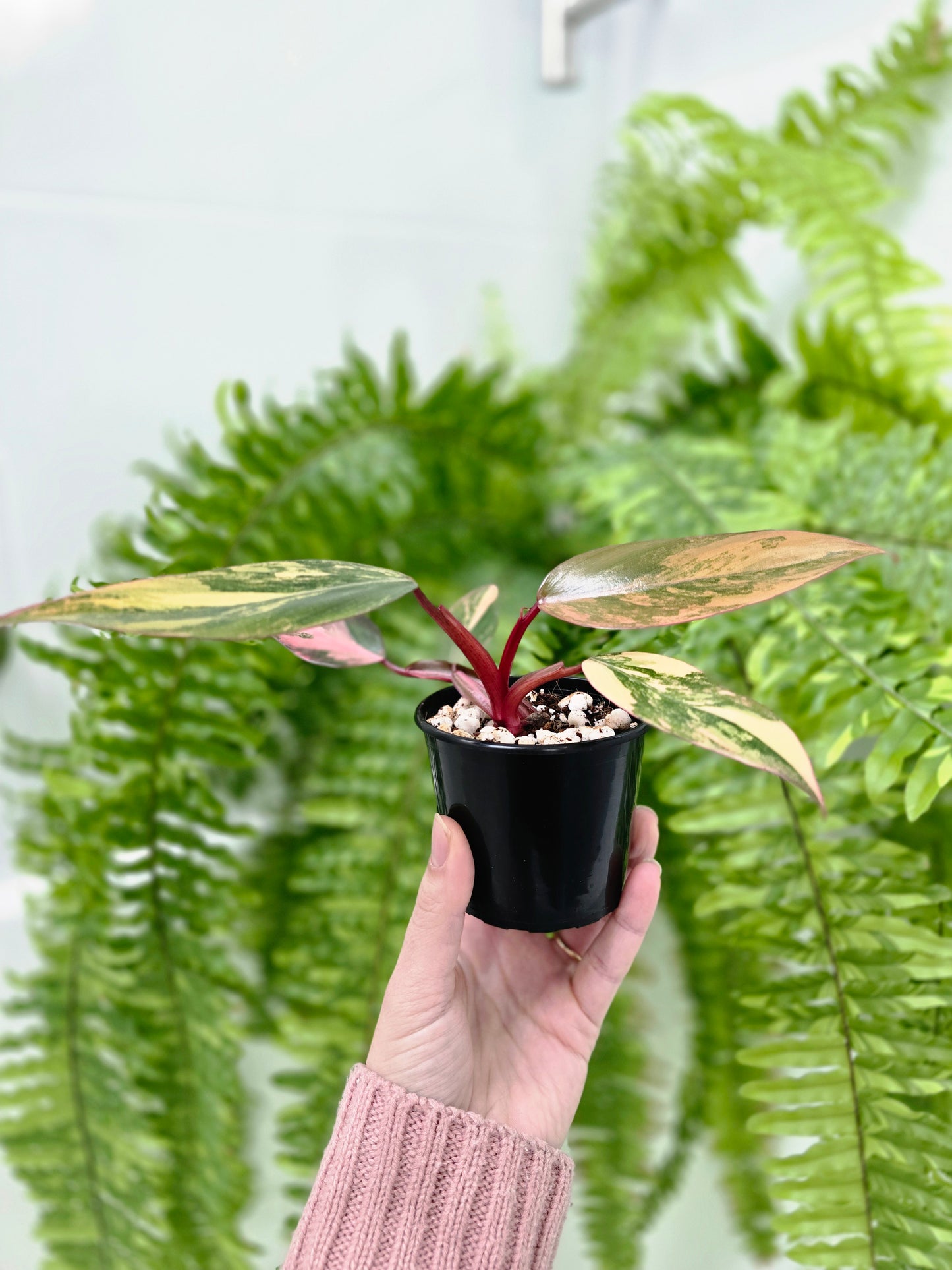 Philodendron Erubescens 'Strawberry Shake' - 80mm