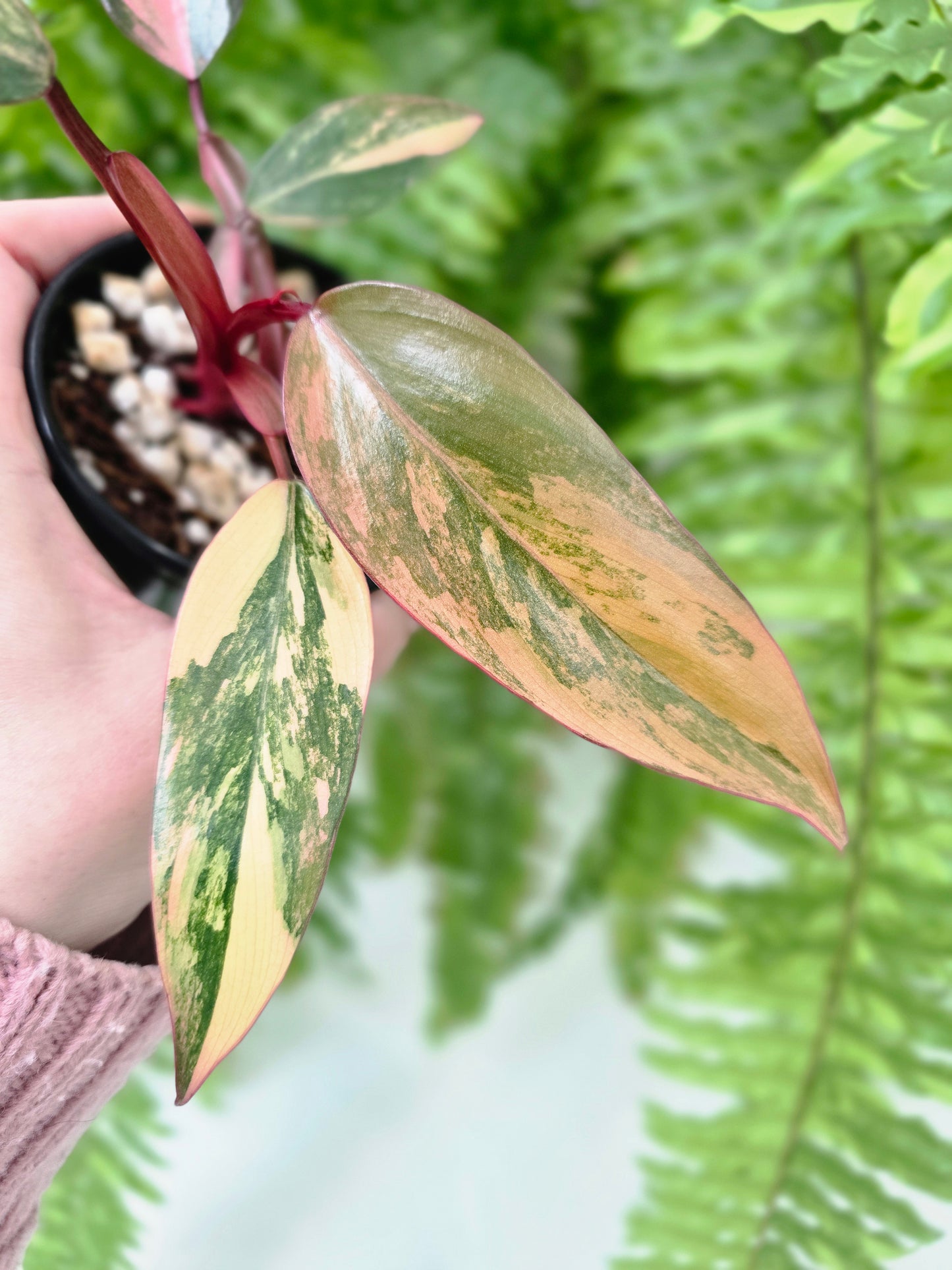 Philodendron Erubescens 'Strawberry Shake' - 80mm