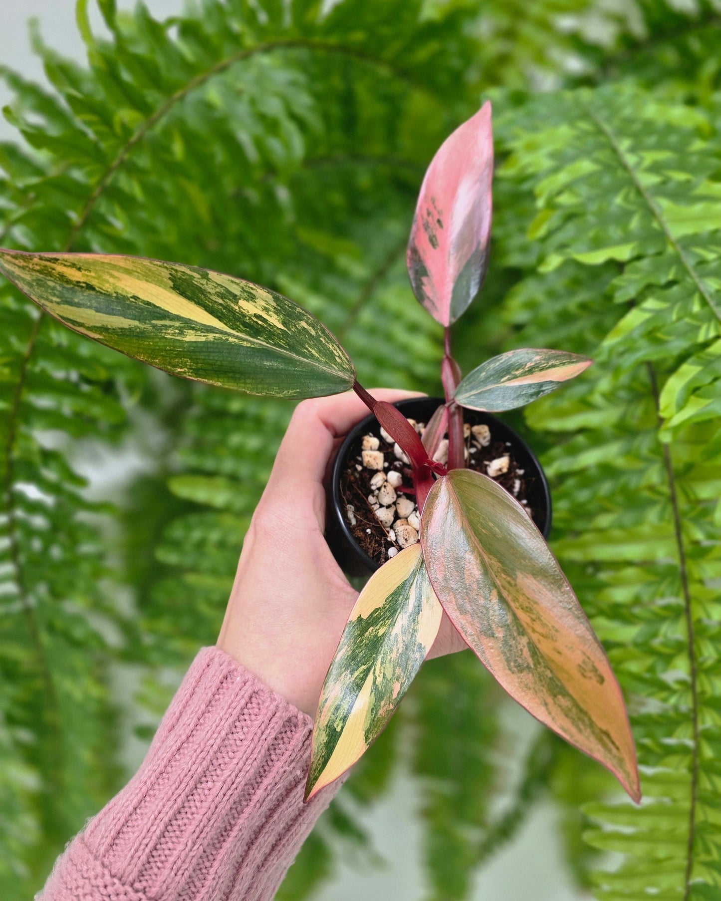 Philodendron Erubescens 'Strawberry Shake' - 80mm