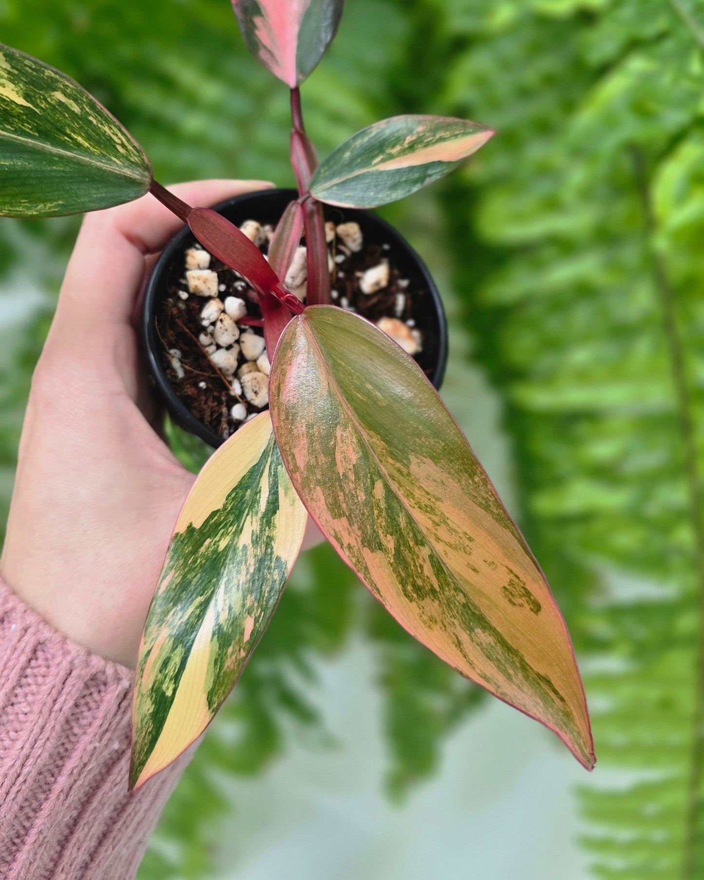 Philodendron Erubescens 'Strawberry Shake' - 80mm
