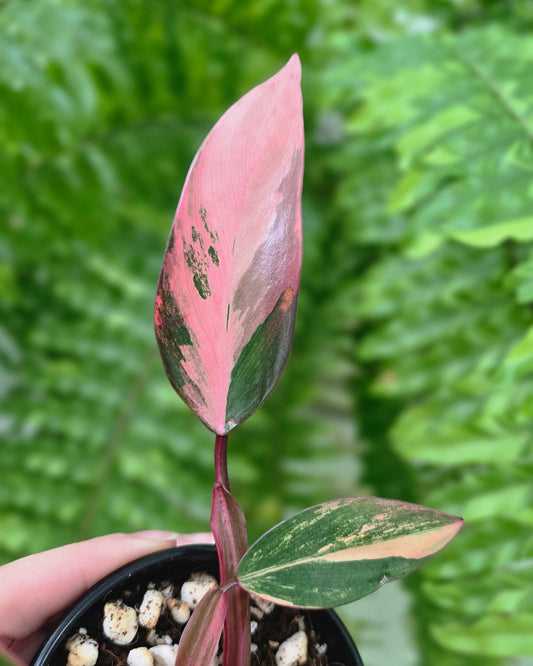 Philodendron Erubescens 'Strawberry Shake' - 80mm