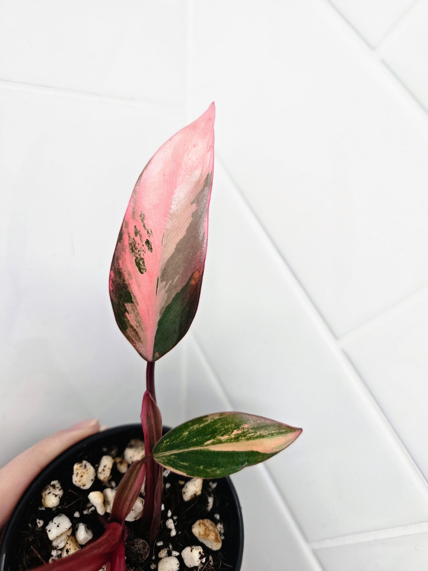 Philodendron Erubescens 'Strawberry Shake' - 80mm