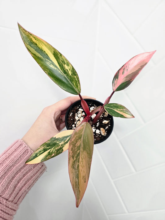 Philodendron Erubescens 'Strawberry Shake' - 80mm