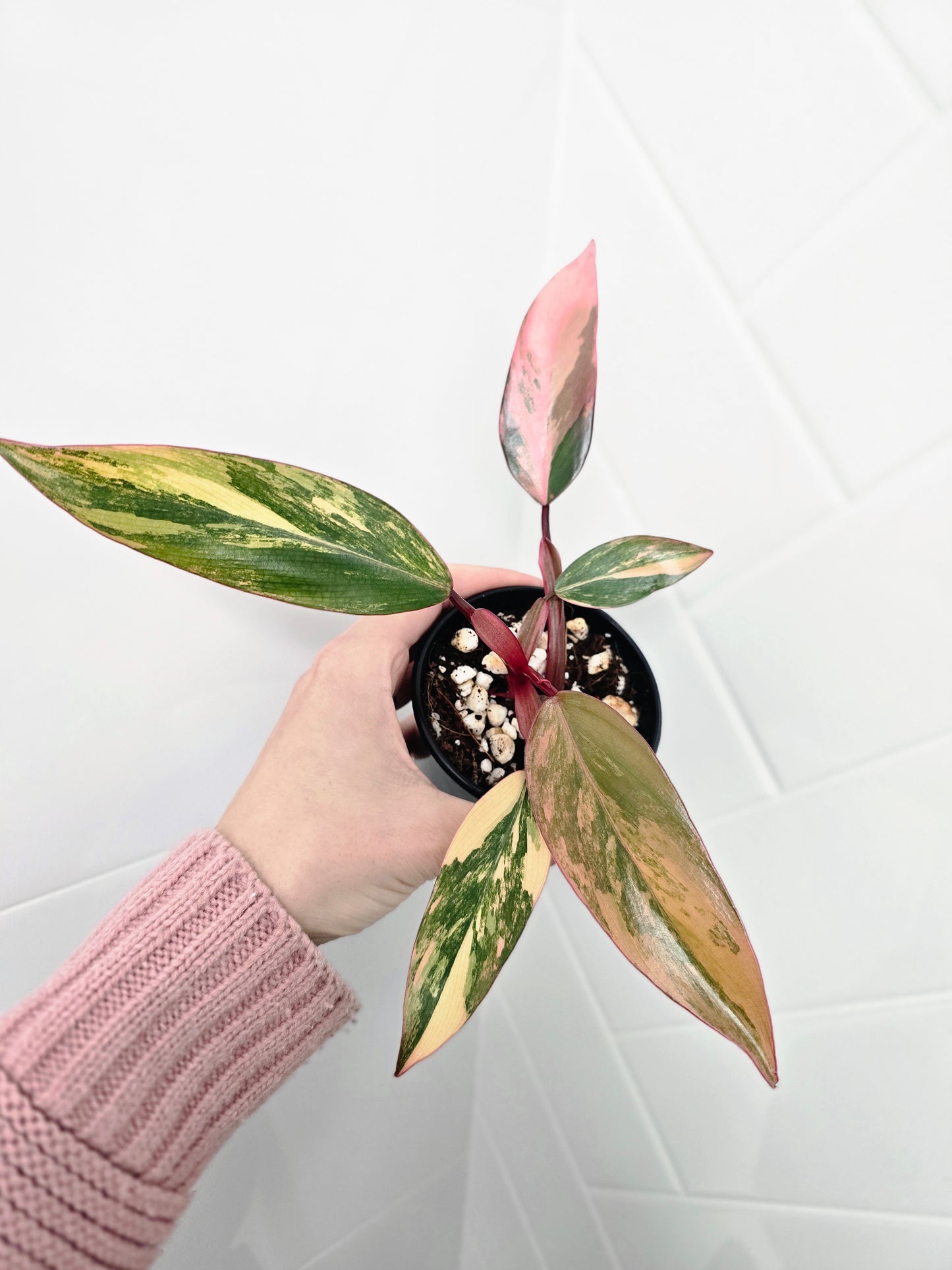 Philodendron Erubescens 'Strawberry Shake' - 80mm