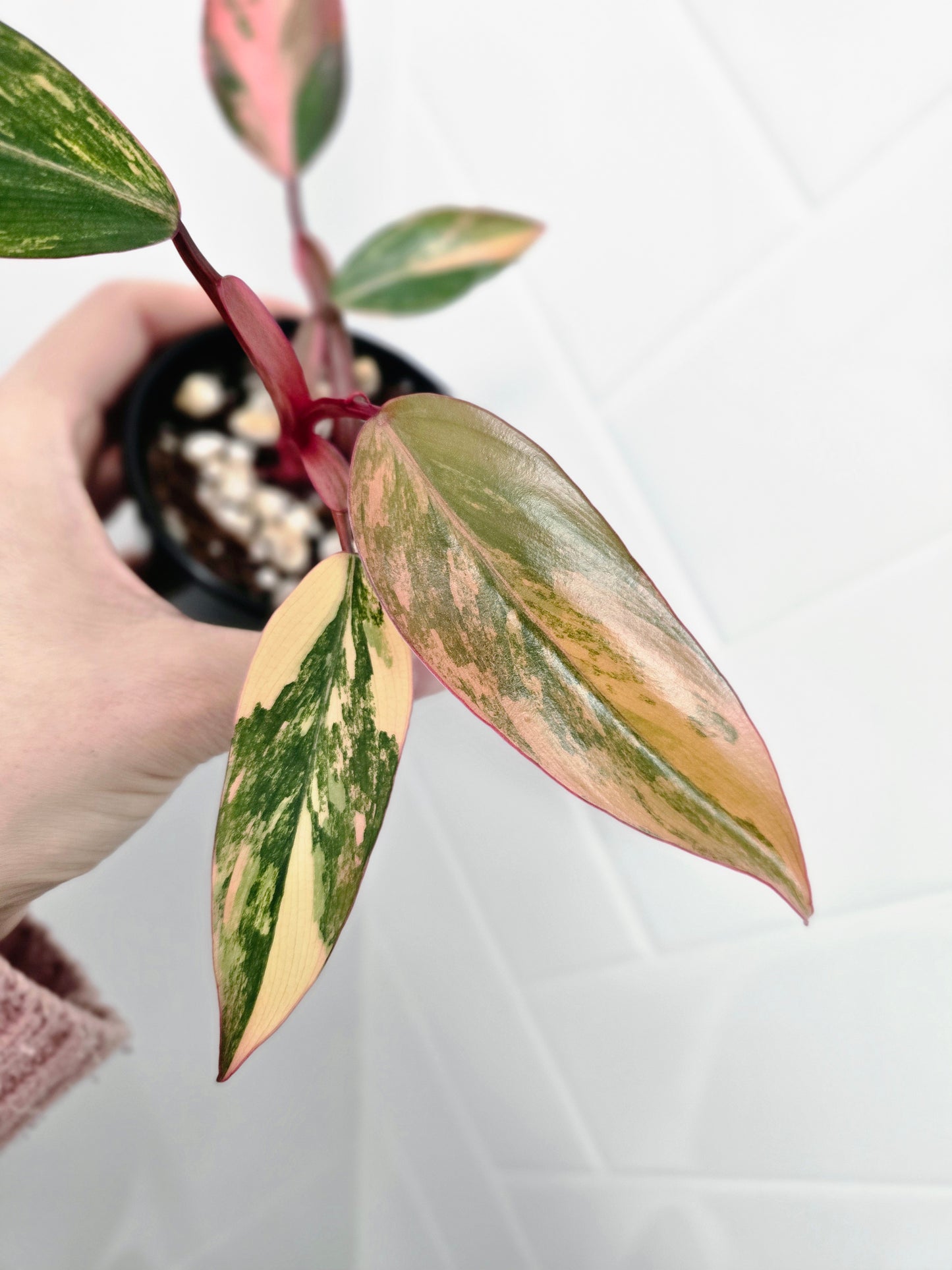 Philodendron Erubescens 'Strawberry Shake' - 80mm