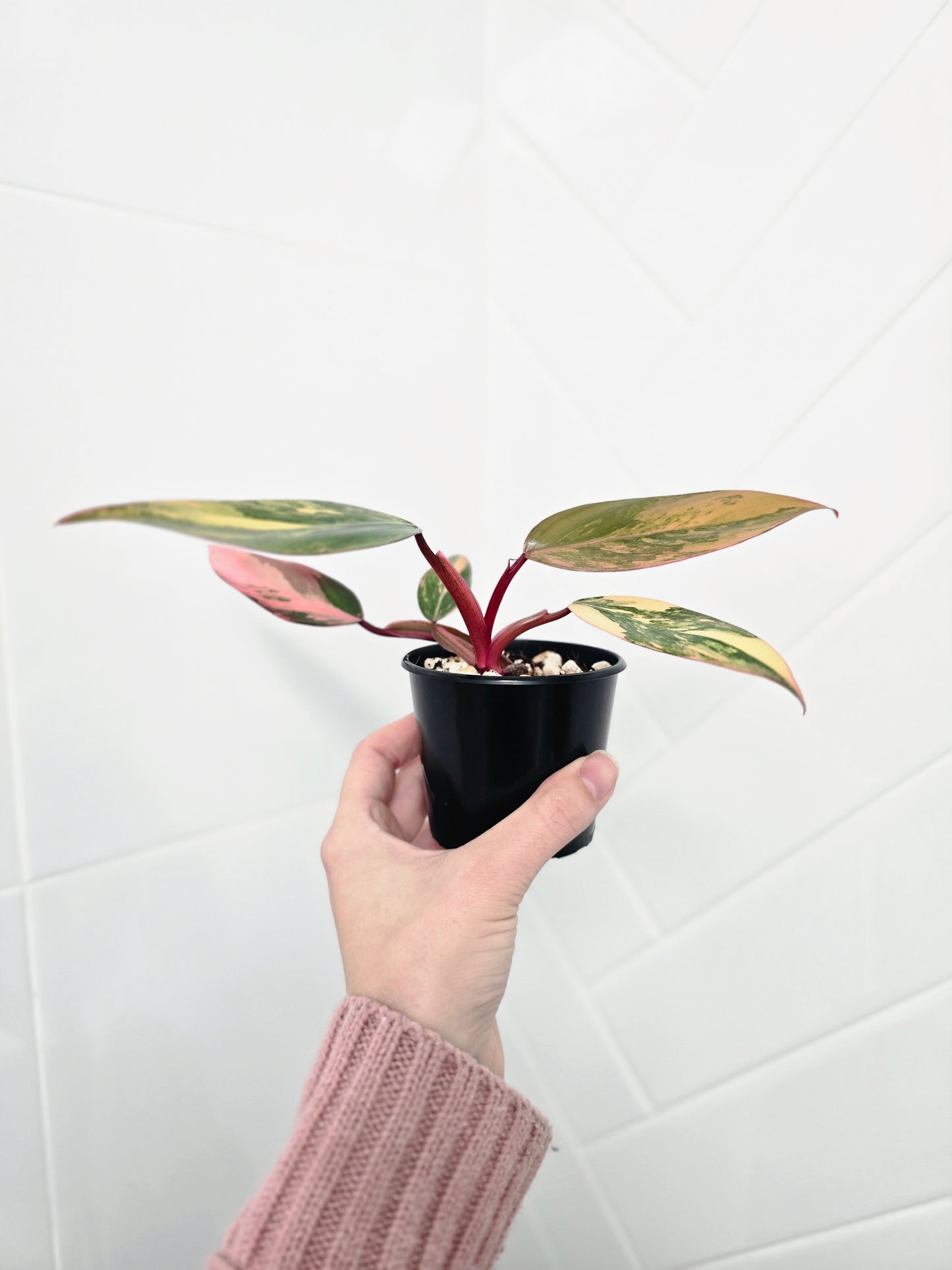 Philodendron Erubescens 'Strawberry Shake' - 80mm
