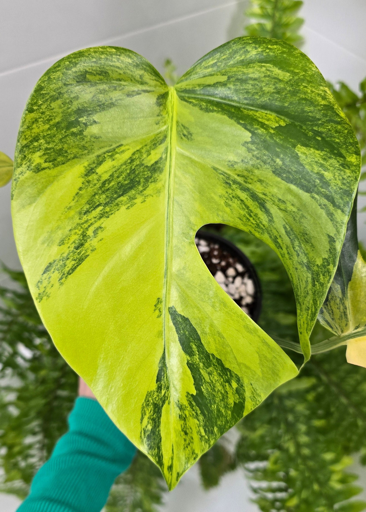 Monstera Deliciosa Borsigiana 'Aurea' - 125mm