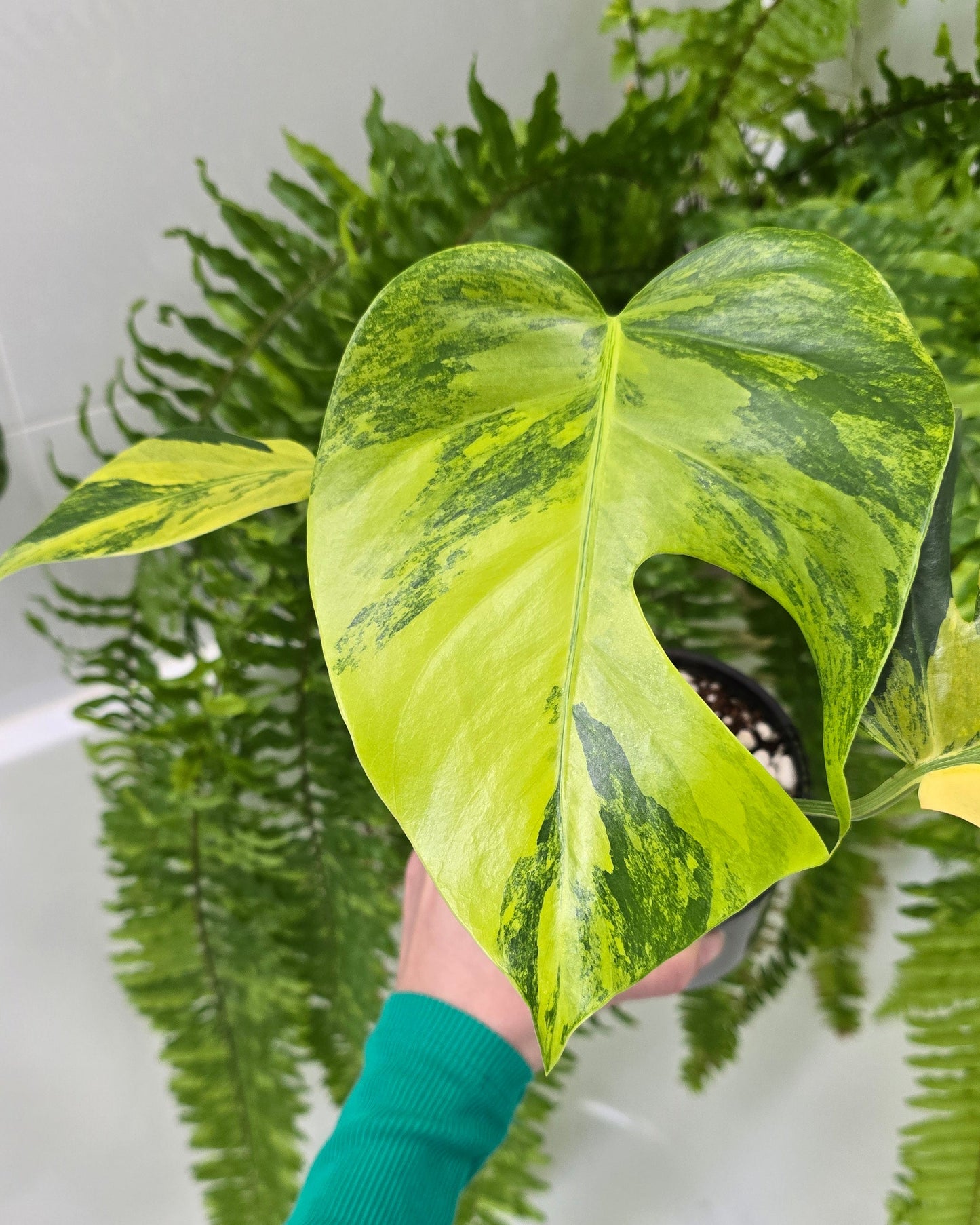Monstera Deliciosa Borsigiana 'Aurea' - 125mm