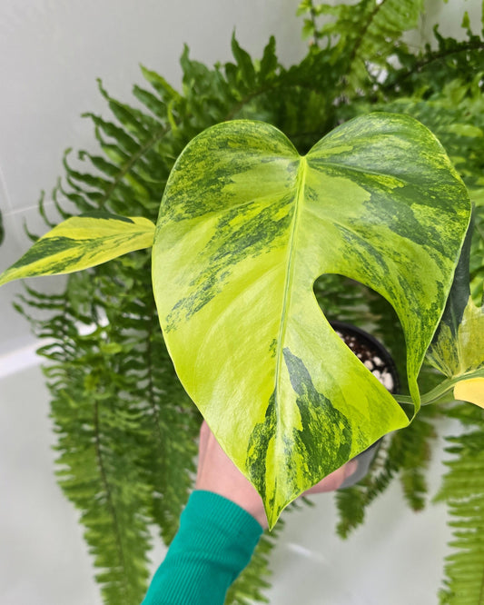 Monstera Deliciosa Borsigiana 'Aurea' - 125mm