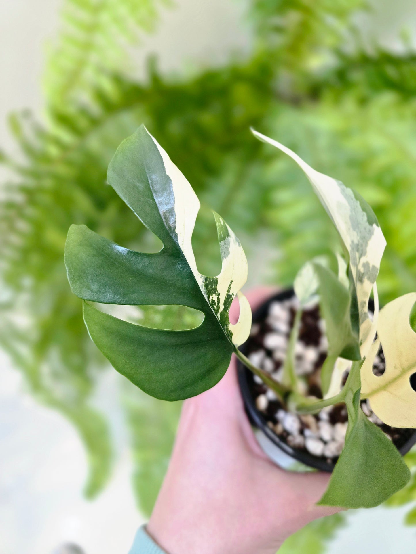 Rhaphidophora Tetrasperma Variegata 'Albo' - 100mm