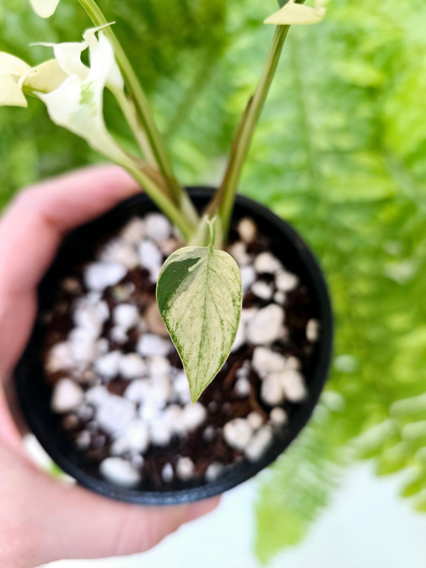 Rhaphidophora Tetrasperma Variegata 'Albo' - 100mm