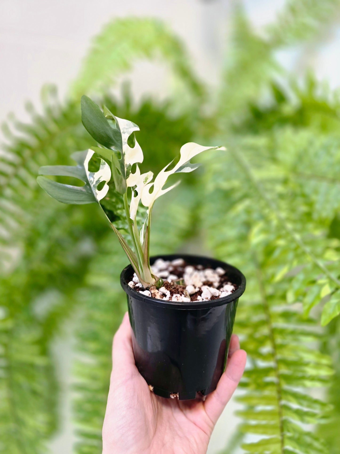 Rhaphidophora Tetrasperma Variegata 'Albo' - 100mm