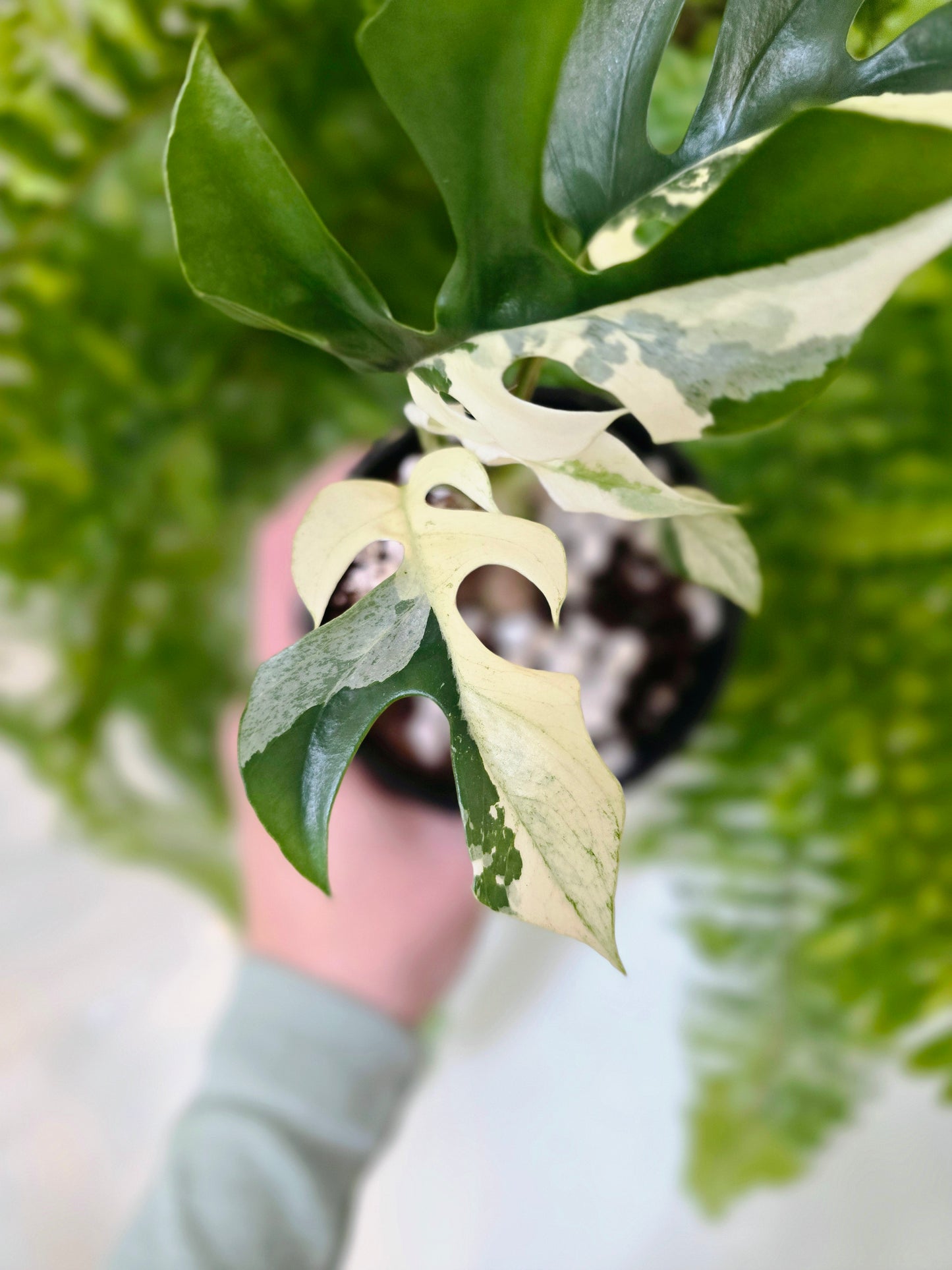 Rhaphidophora Tetrasperma Variegata 'Albo' - 100mm
