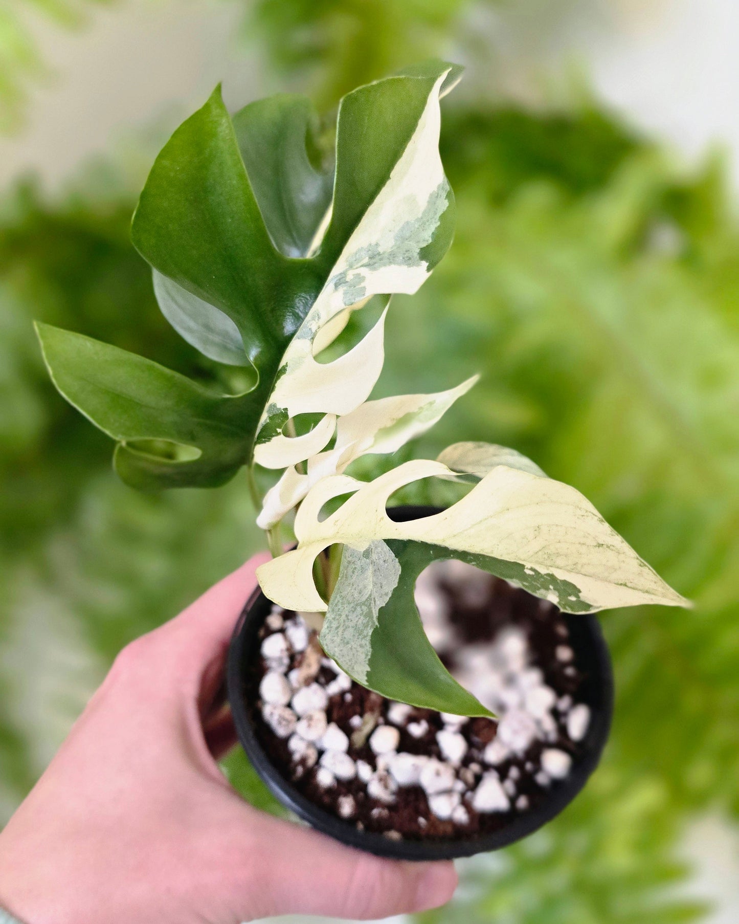Rhaphidophora Tetrasperma Variegata 'Albo' - 100mm