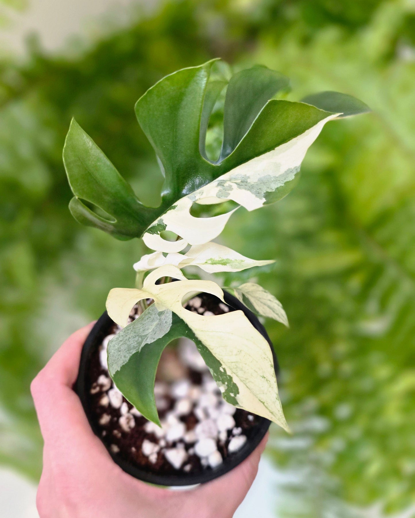 Rhaphidophora Tetrasperma Variegata 'Albo' - 100mm