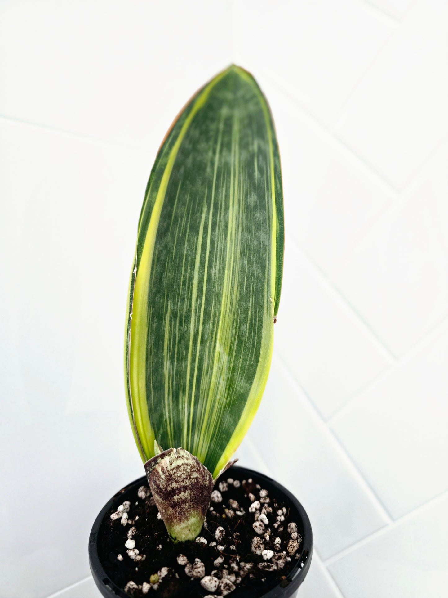 Sansevieria Masoniana Variegata 'Whale Fin' - 118mm