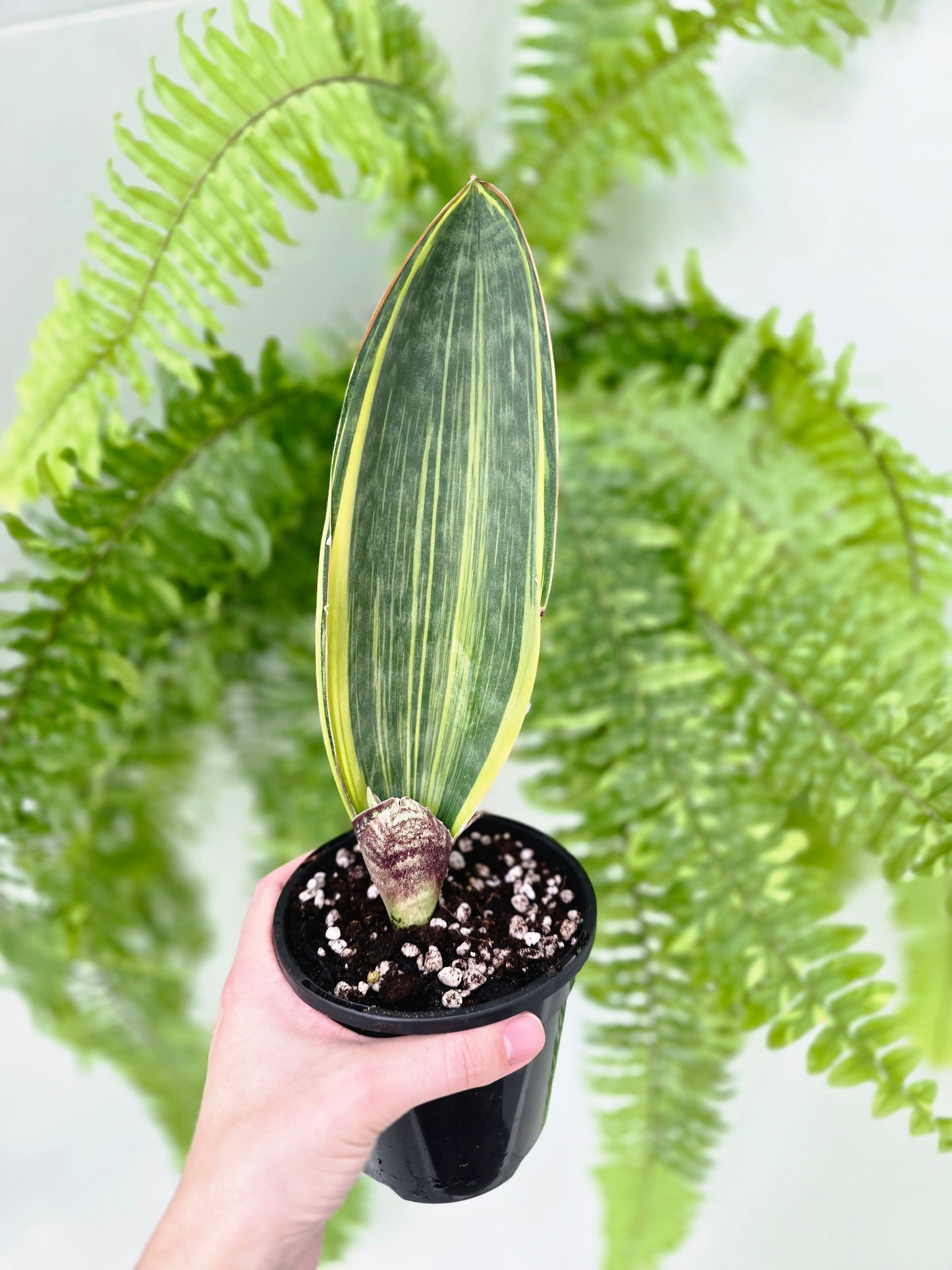 Sansevieria Masoniana Variegata 'Whale Fin' - 118mm