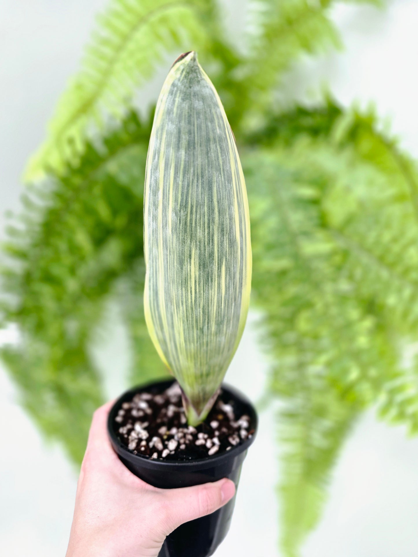 Sansevieria Masoniana Variegata 'Whale Fin' - 118mm